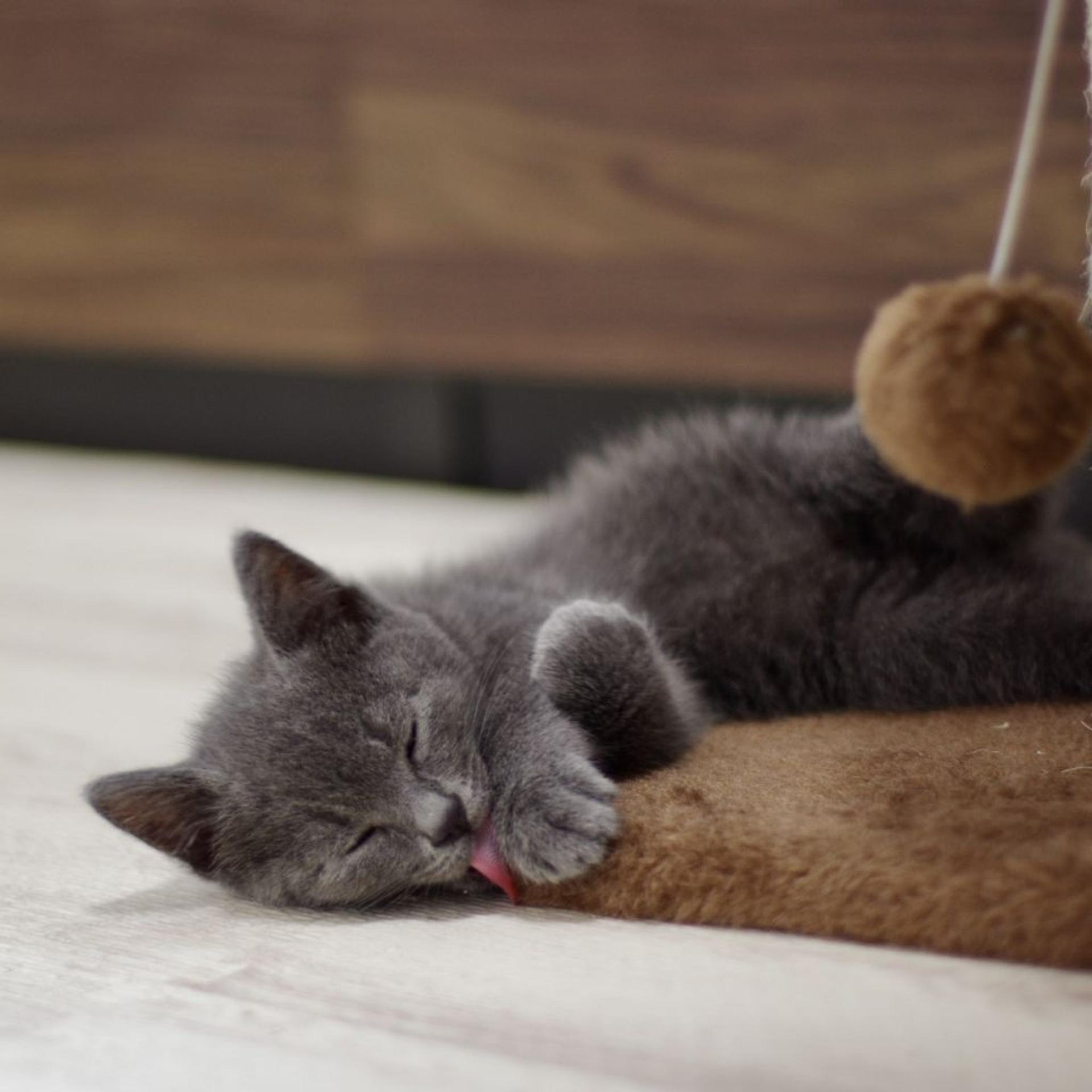 pet-image-6