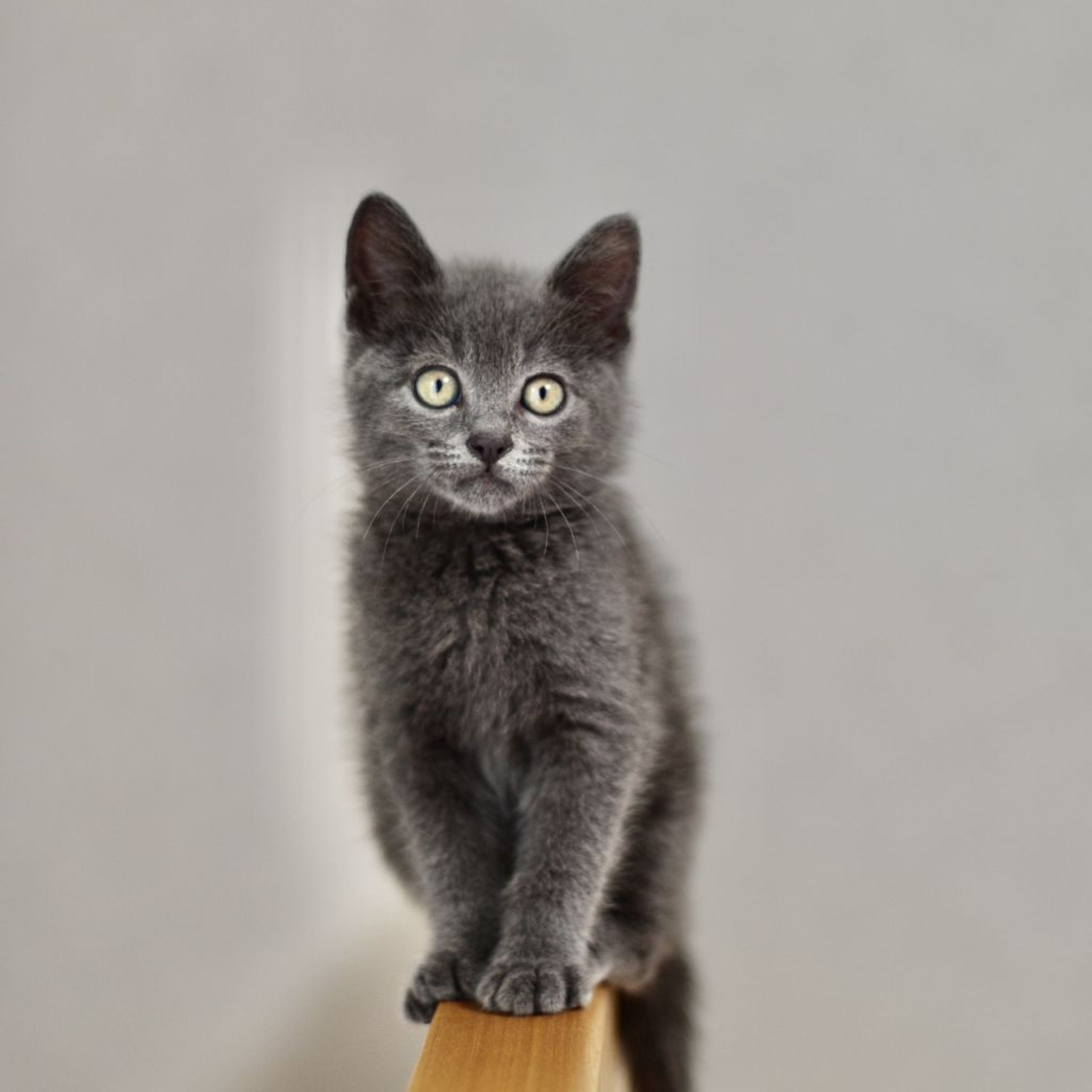 雑種（ミックス猫）・オスの里親募集の写真