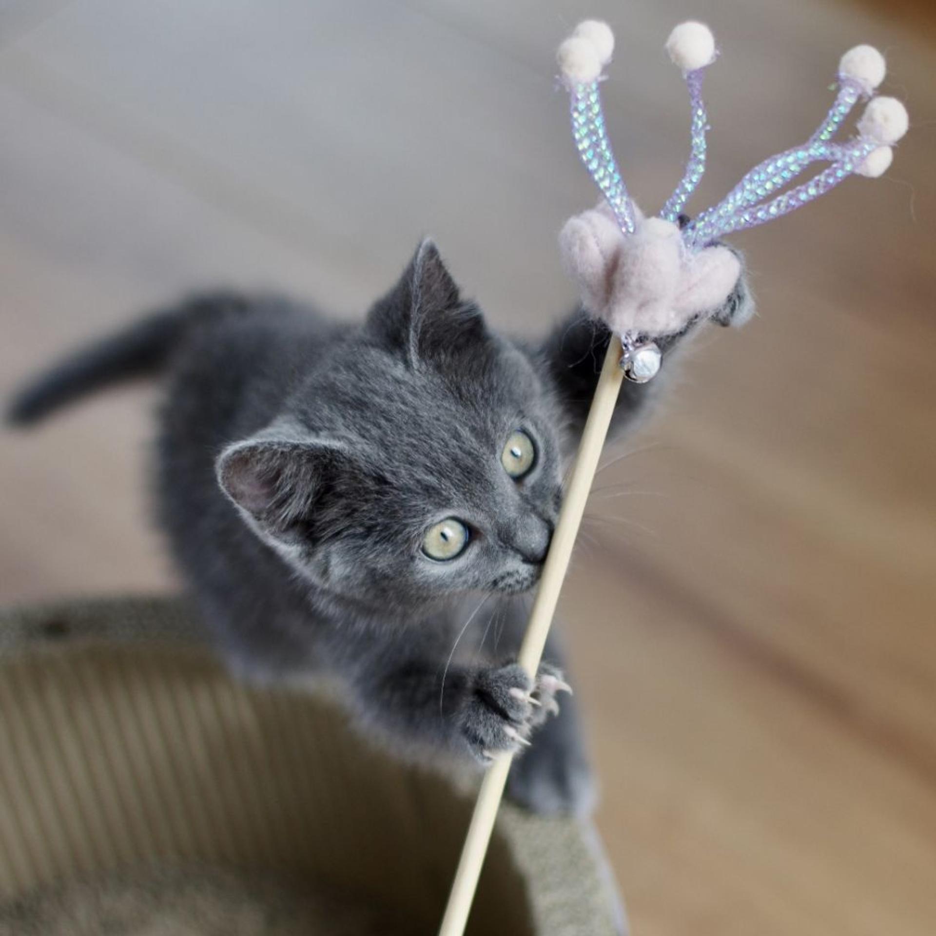 pet-image-5