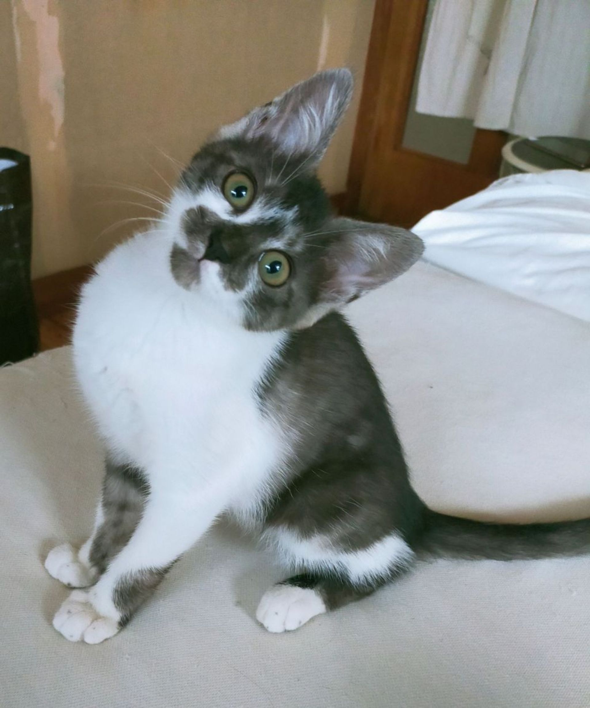 雑種（ミックス猫）・メスの里親募集の写真