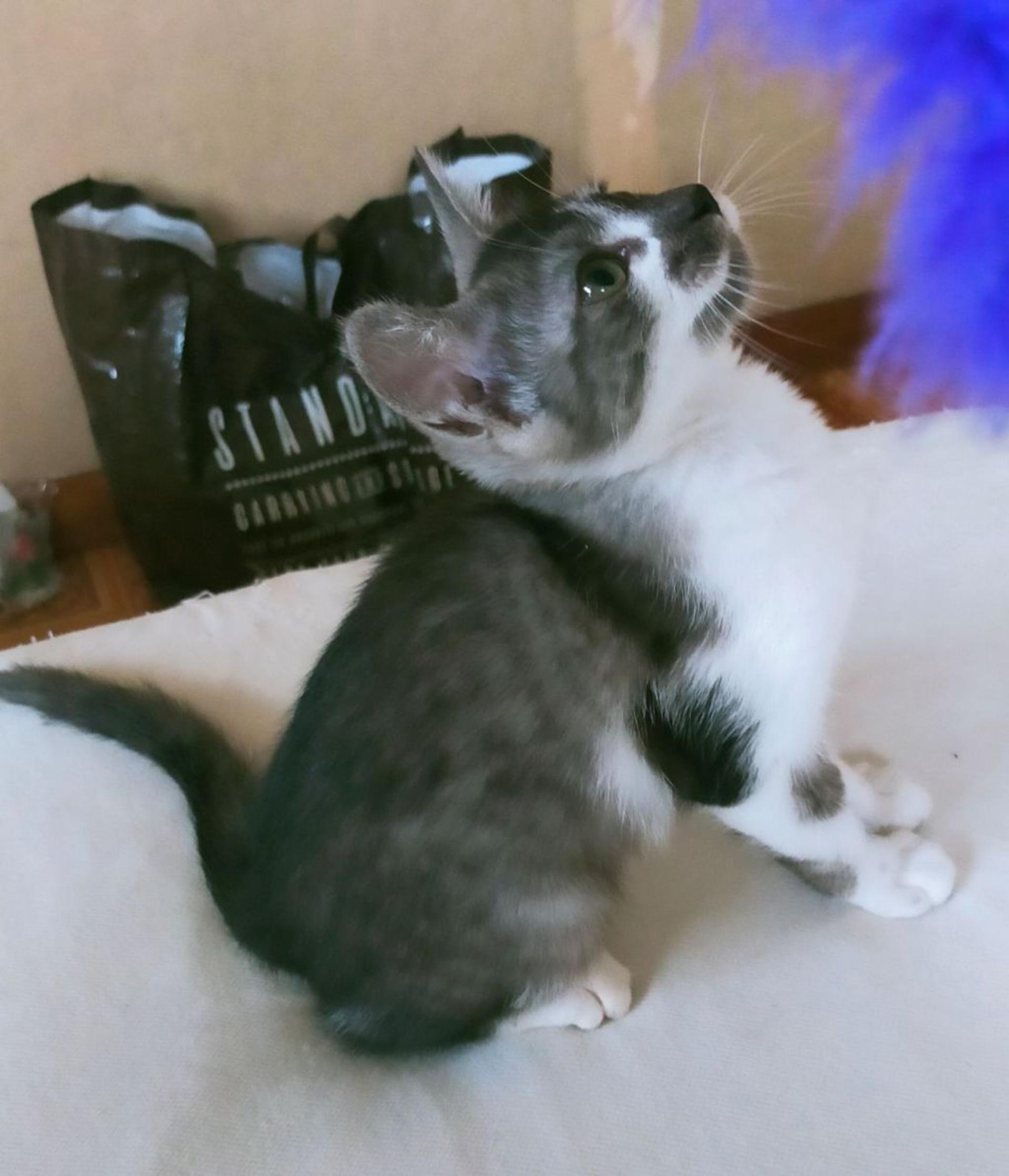 pet-image-2