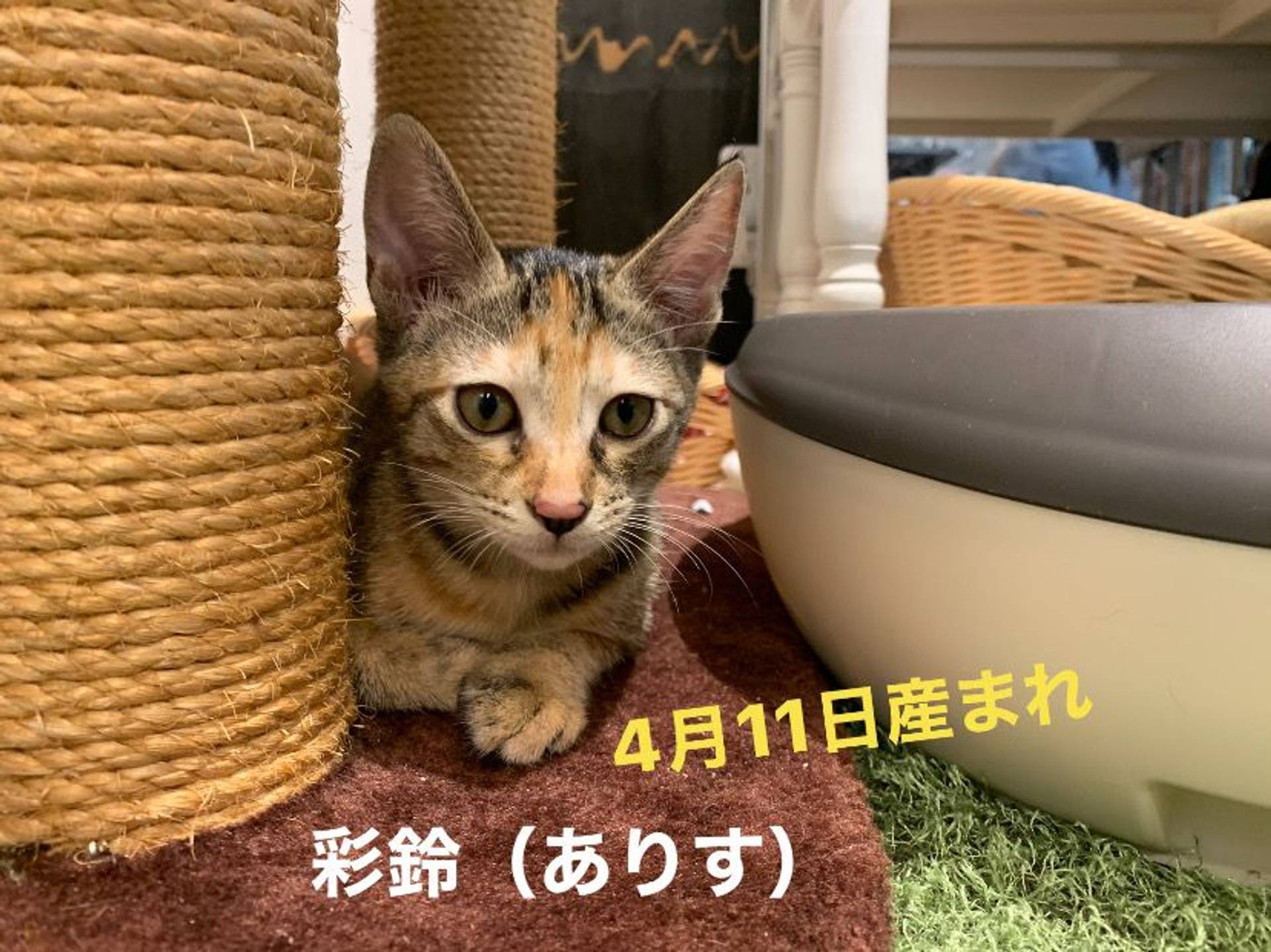 雑種（ミックス猫）・メスの里親募集の写真