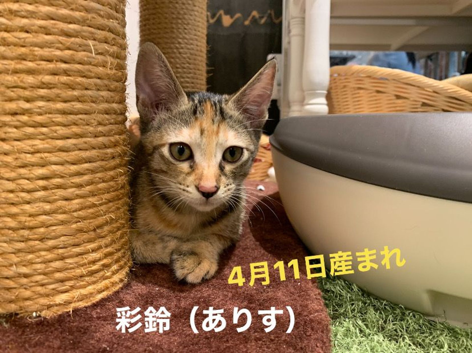 雑種（ミックス猫）・メスの里親募集の写真