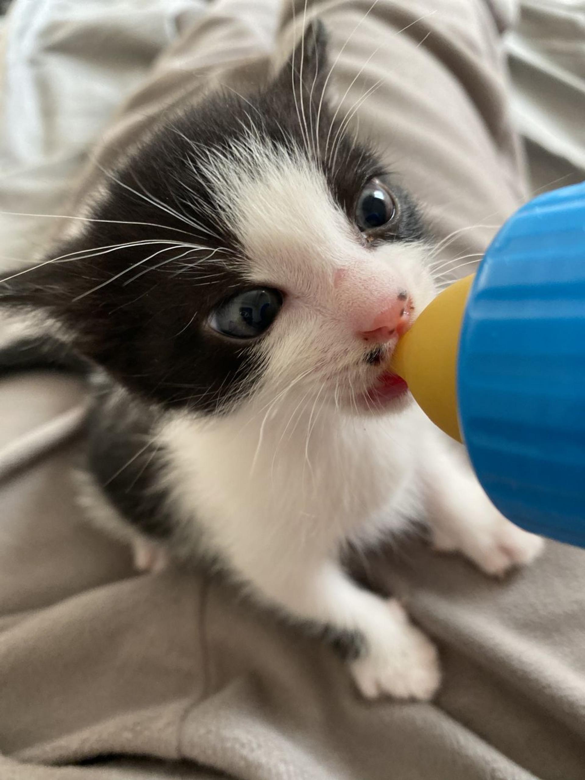 pet-image-3