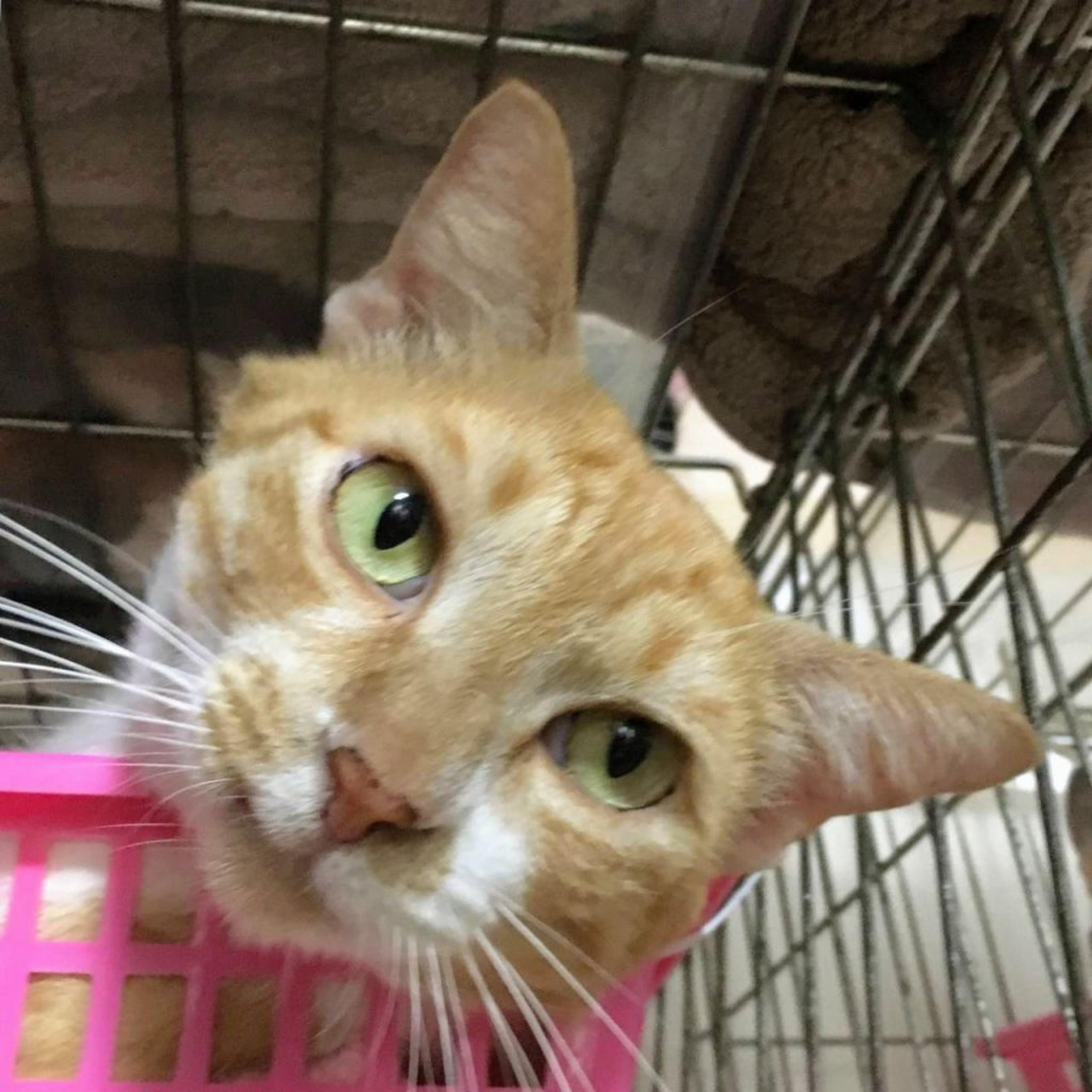 pet-image-3