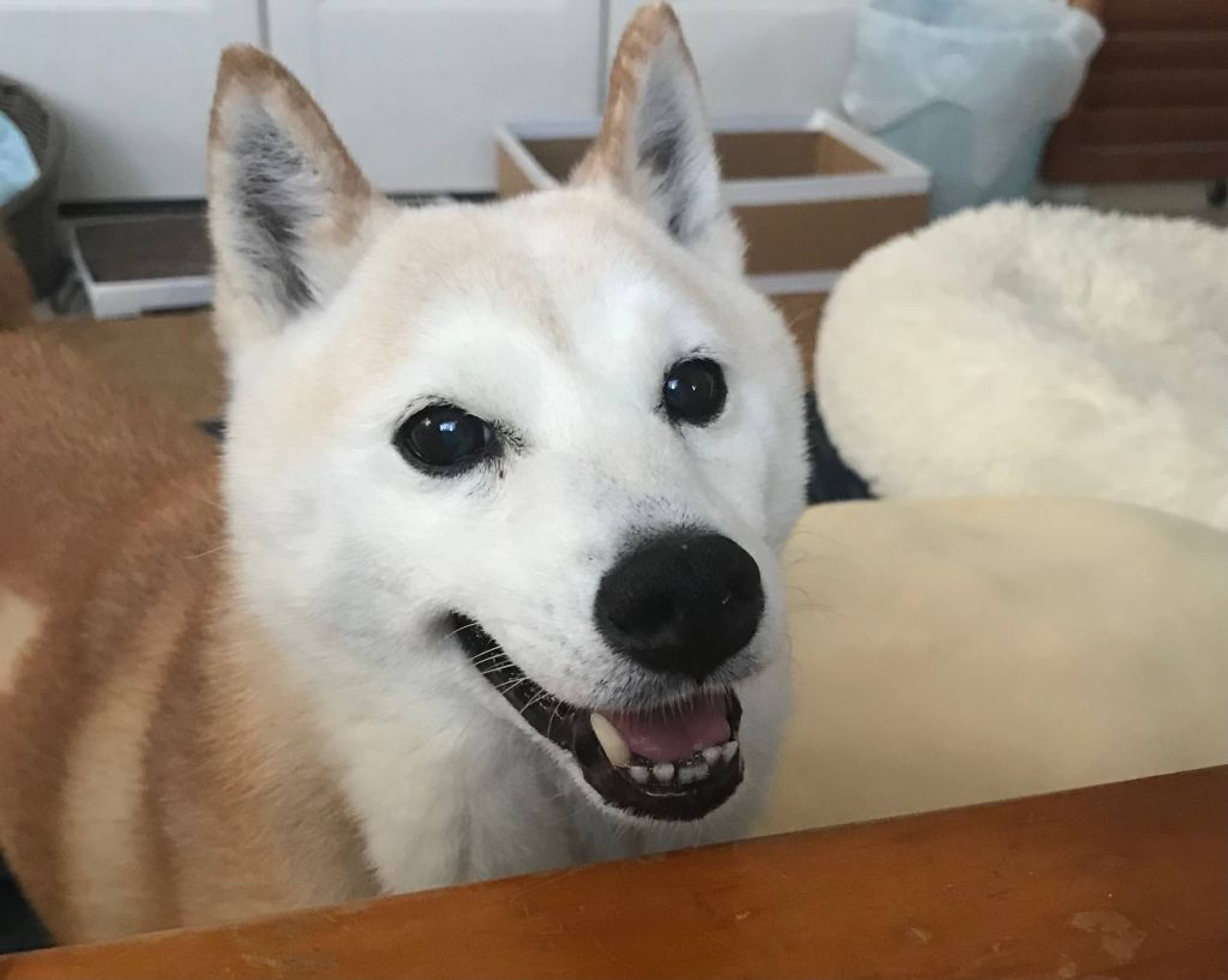 柴犬・メスの里親募集の写真