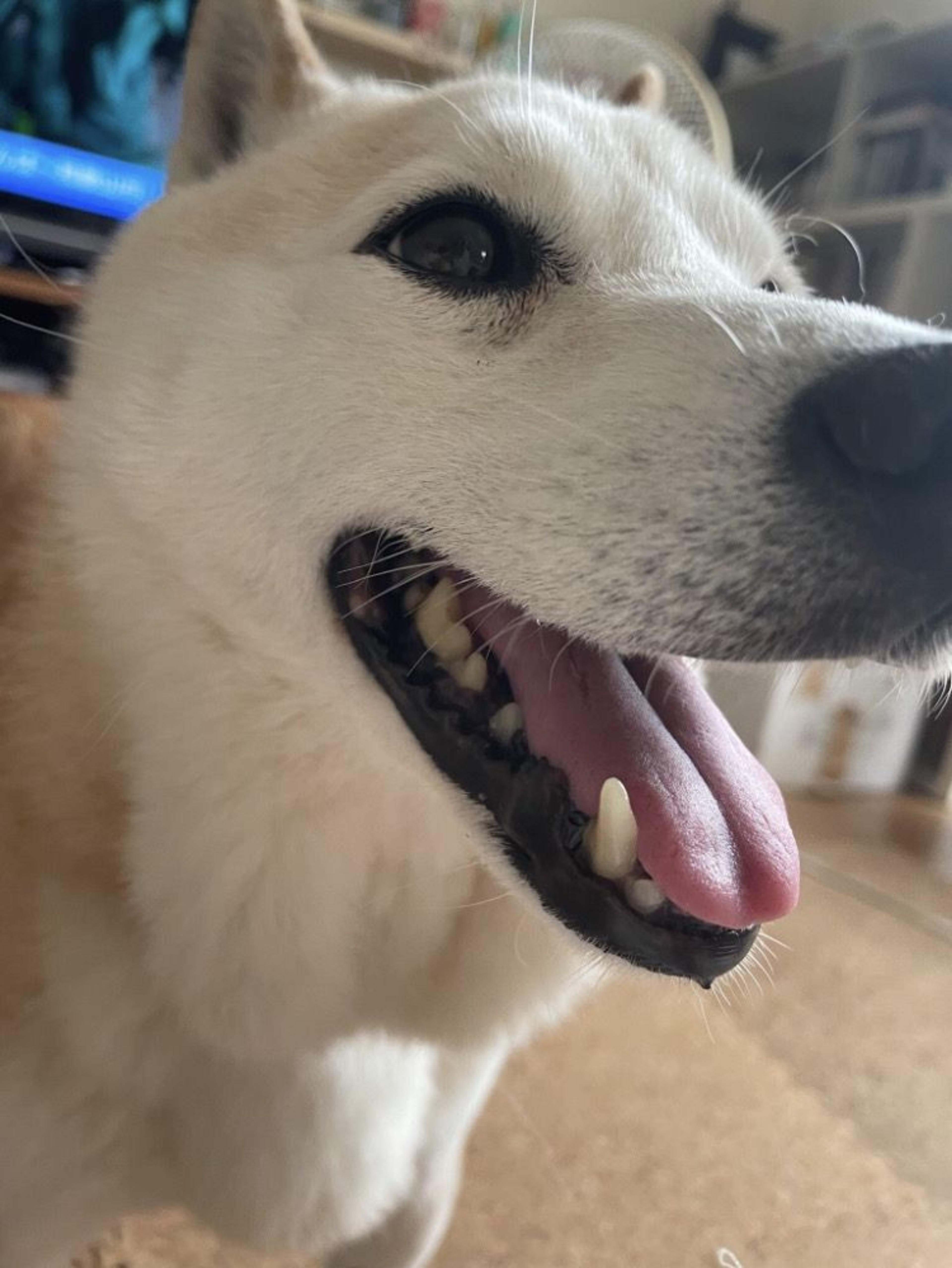 pet-image-2