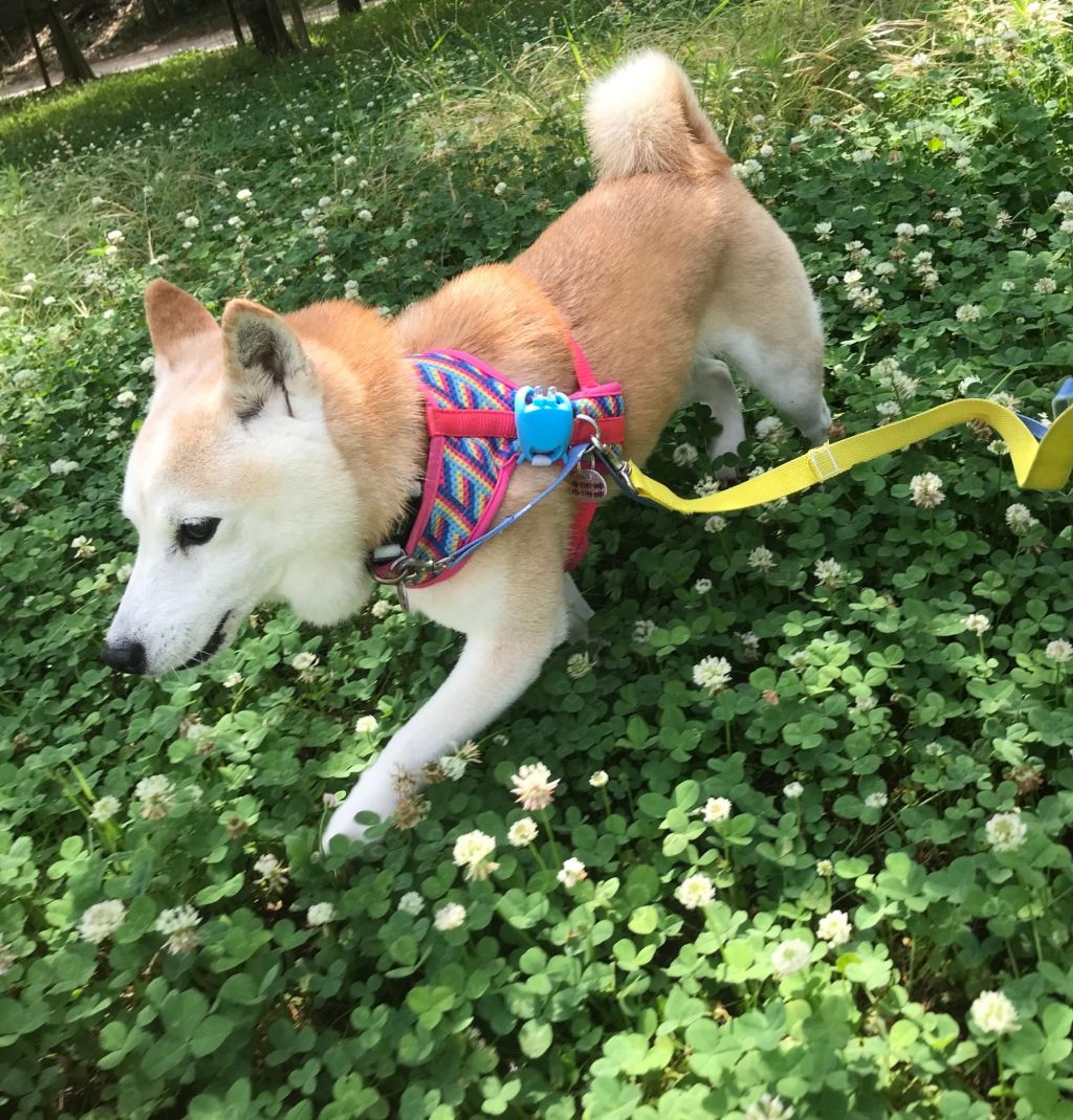 pet-image-3