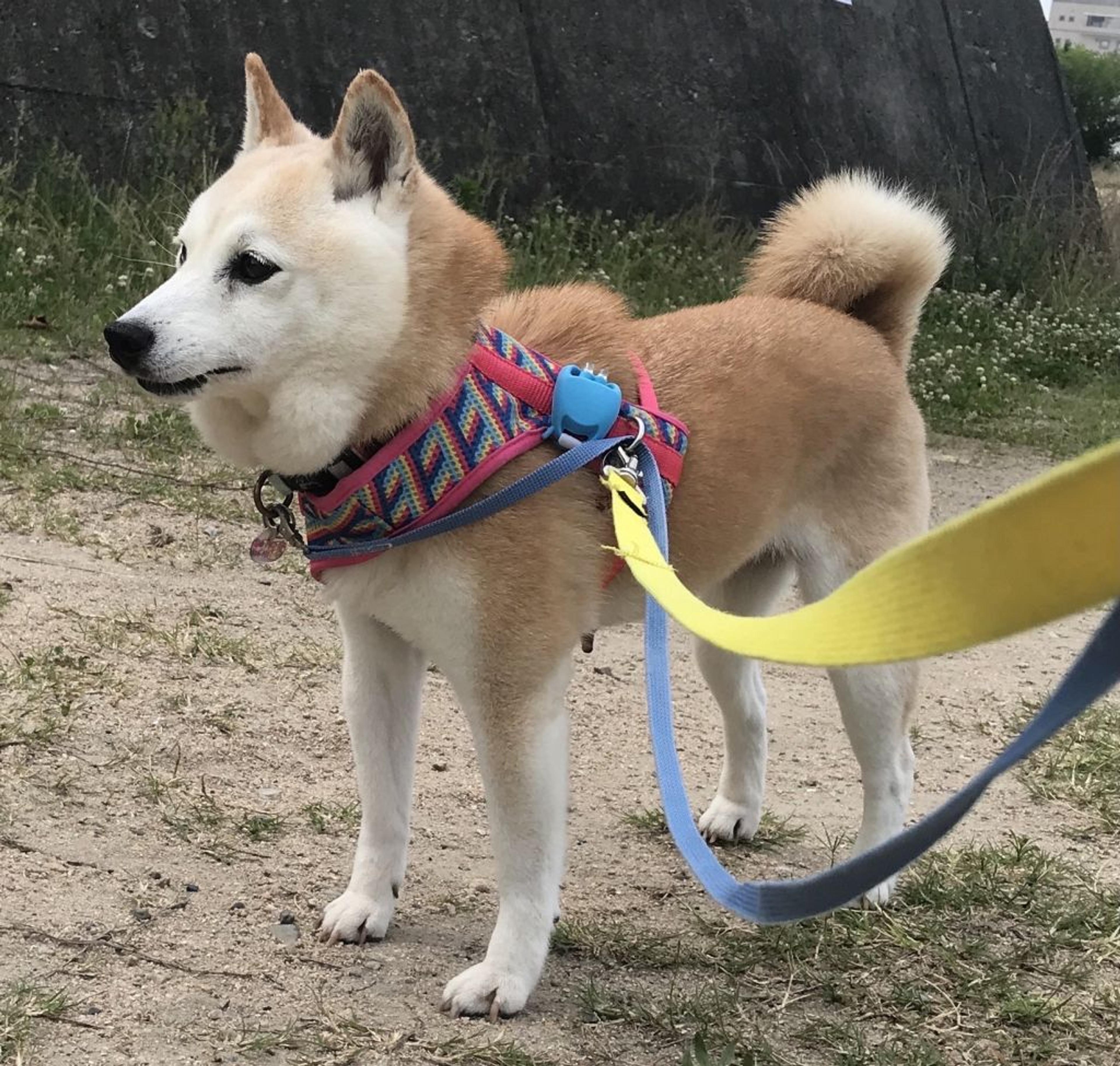 pet-image-4