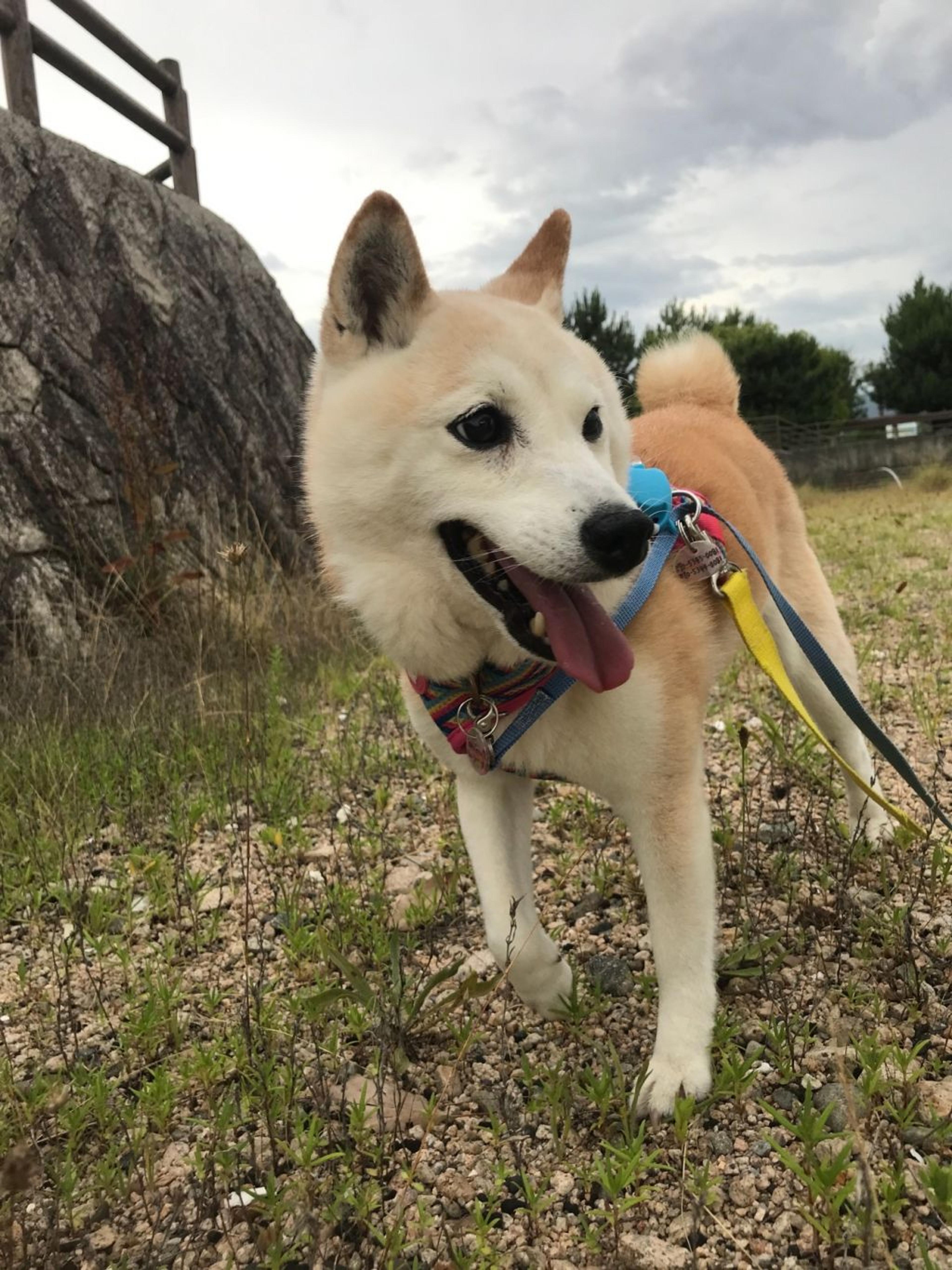 pet-image-5