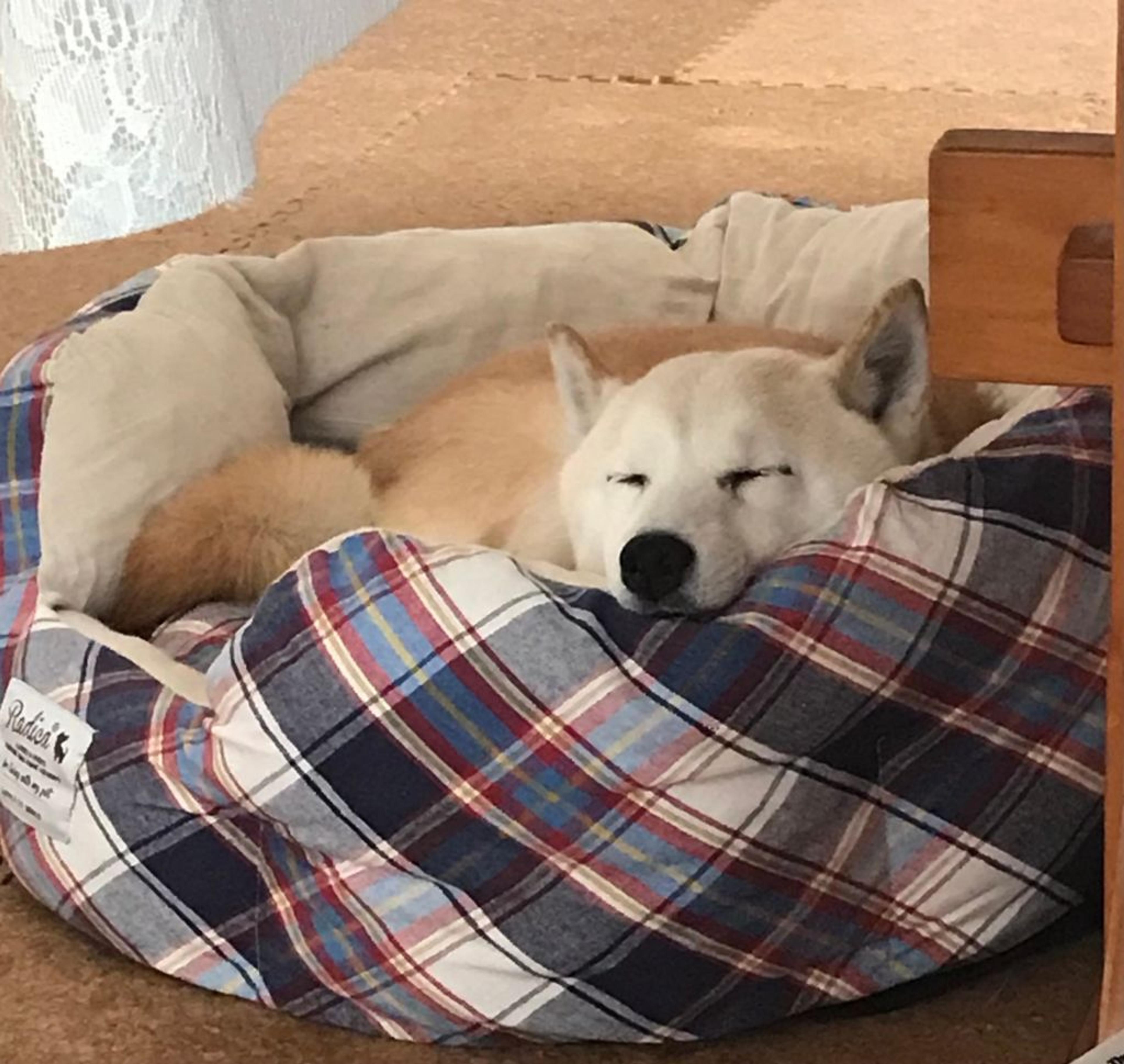 pet-image-6