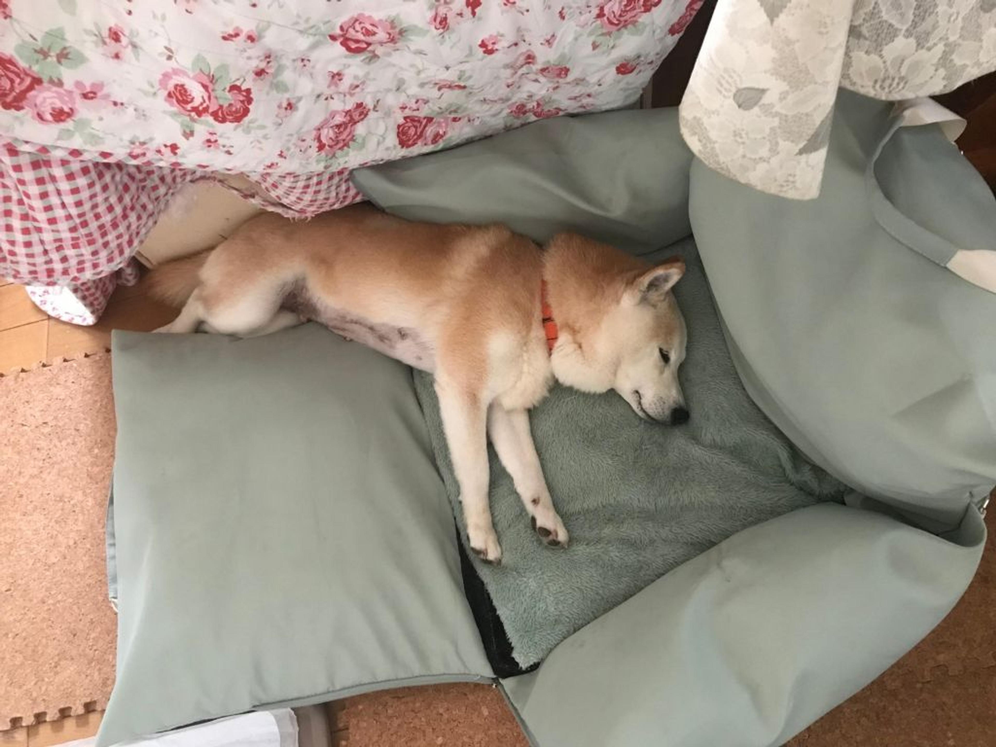 pet-image-7