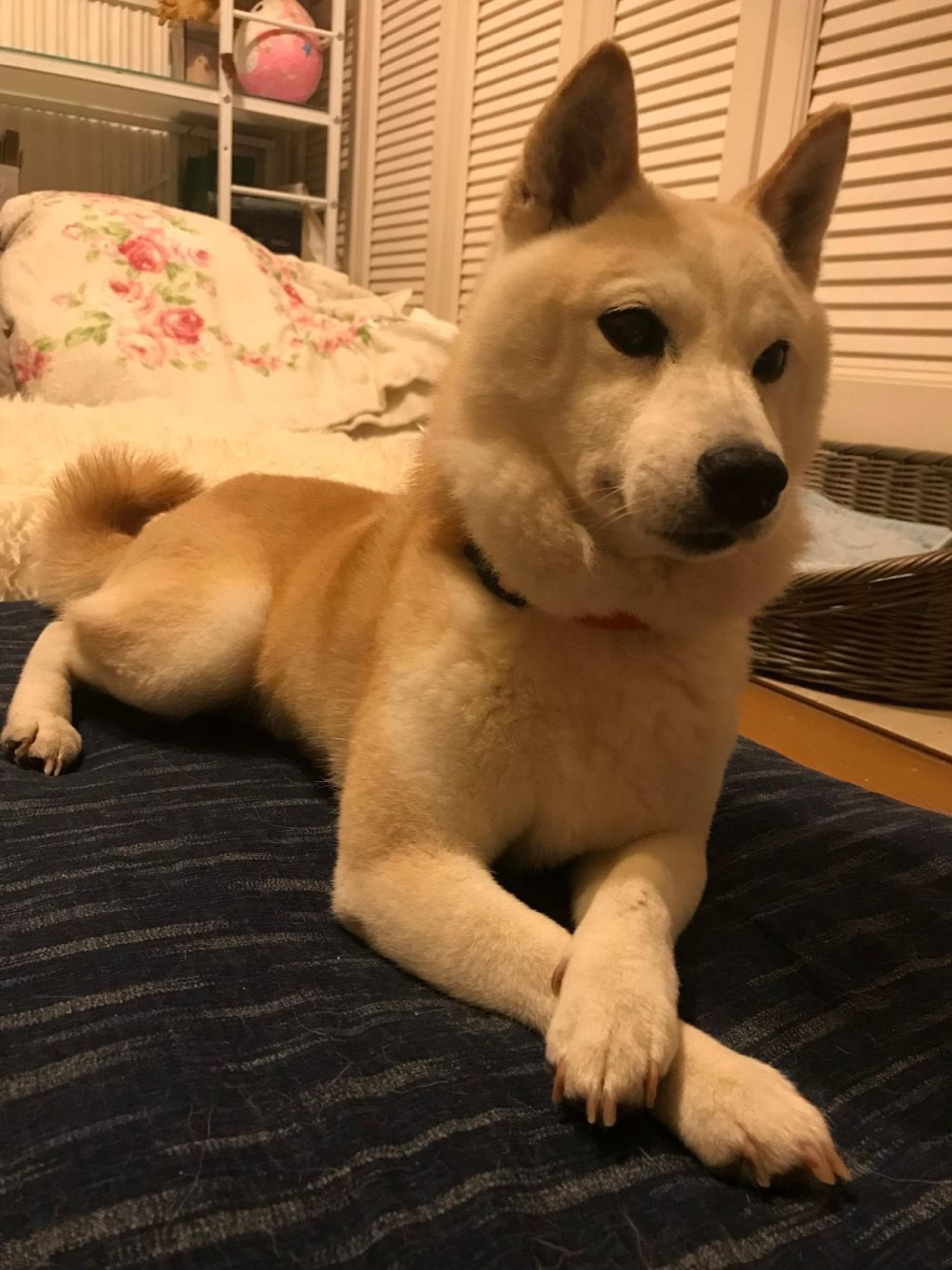 pet-image-8
