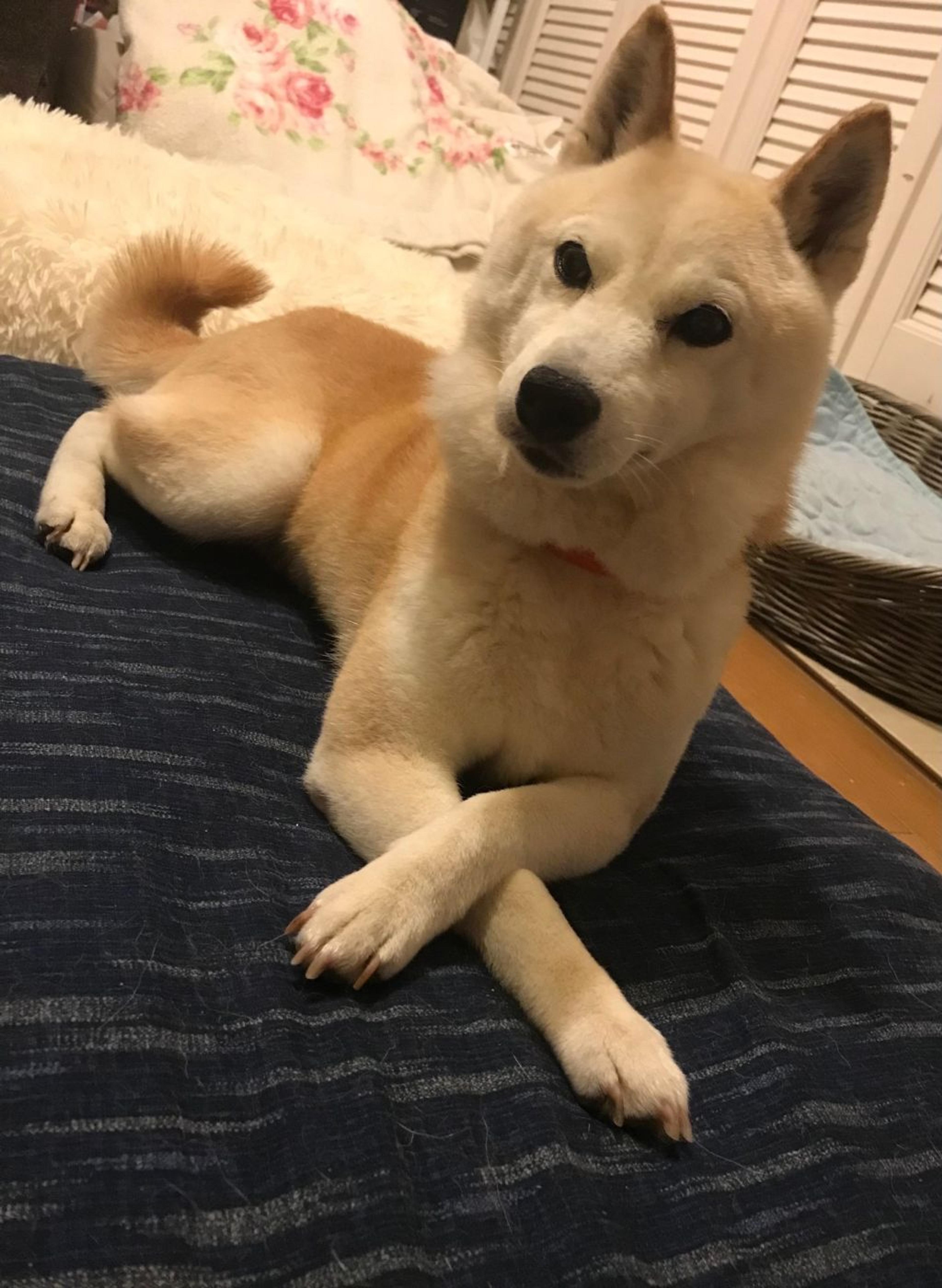 pet-image-9