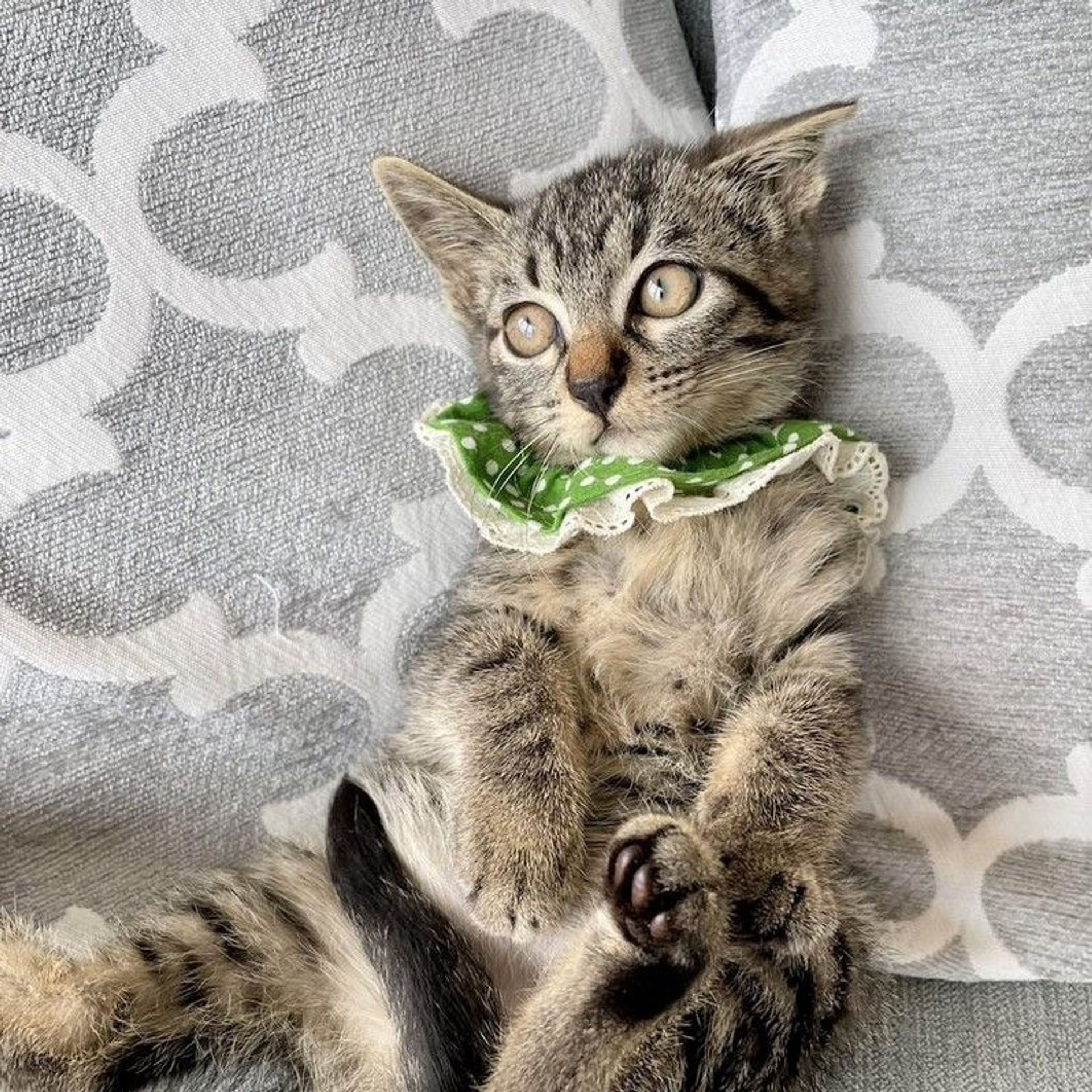 雑種（ミックス猫）・オスの里親募集の写真