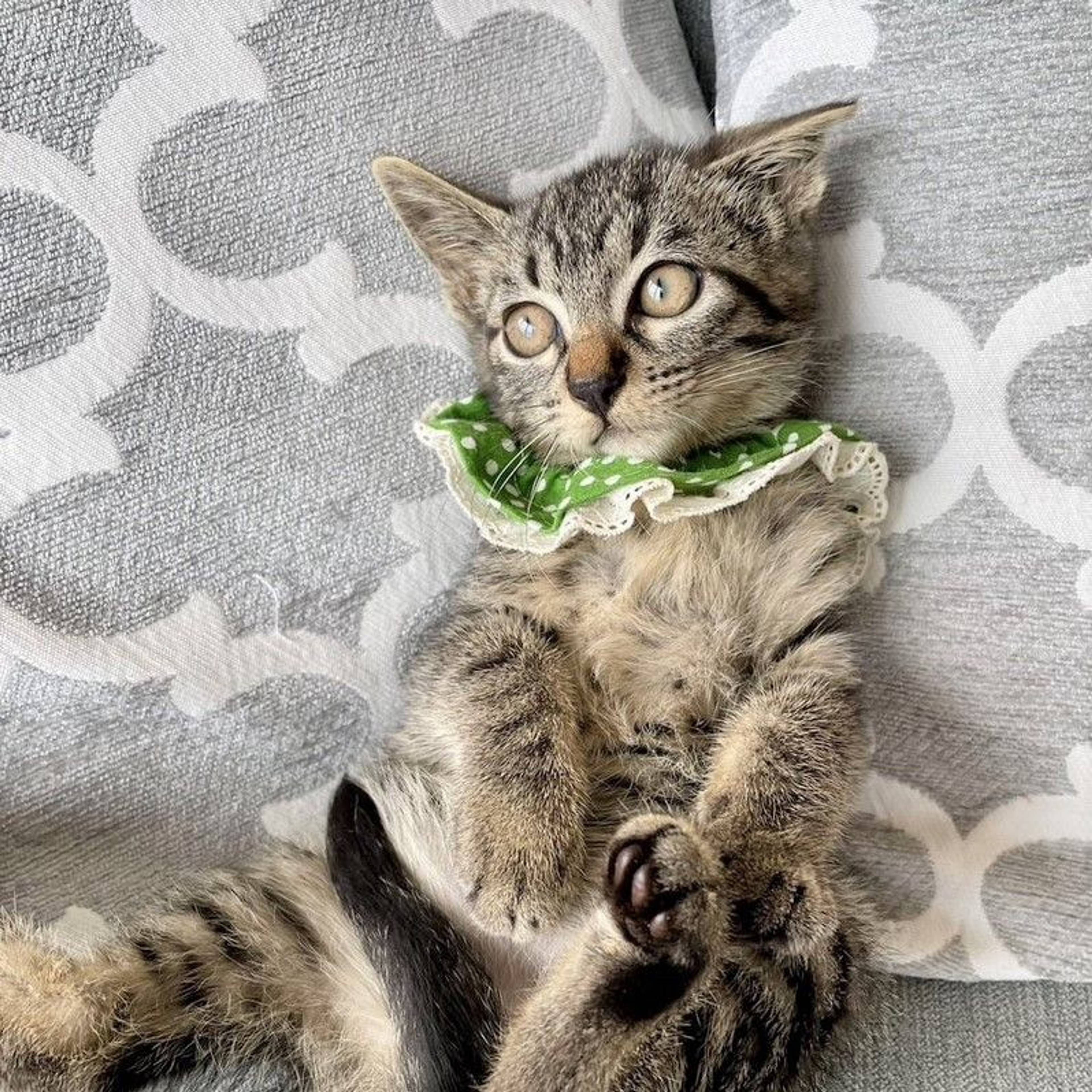 雑種（ミックス猫）・オスの里親募集の写真