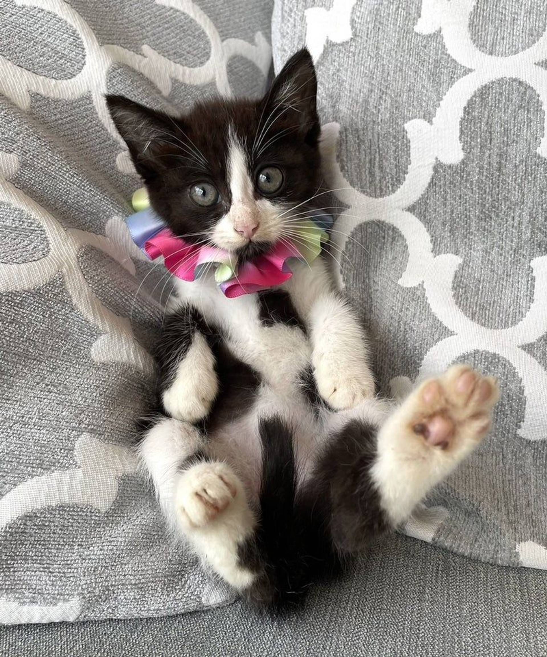 雑種（ミックス猫）・メスの里親募集の写真