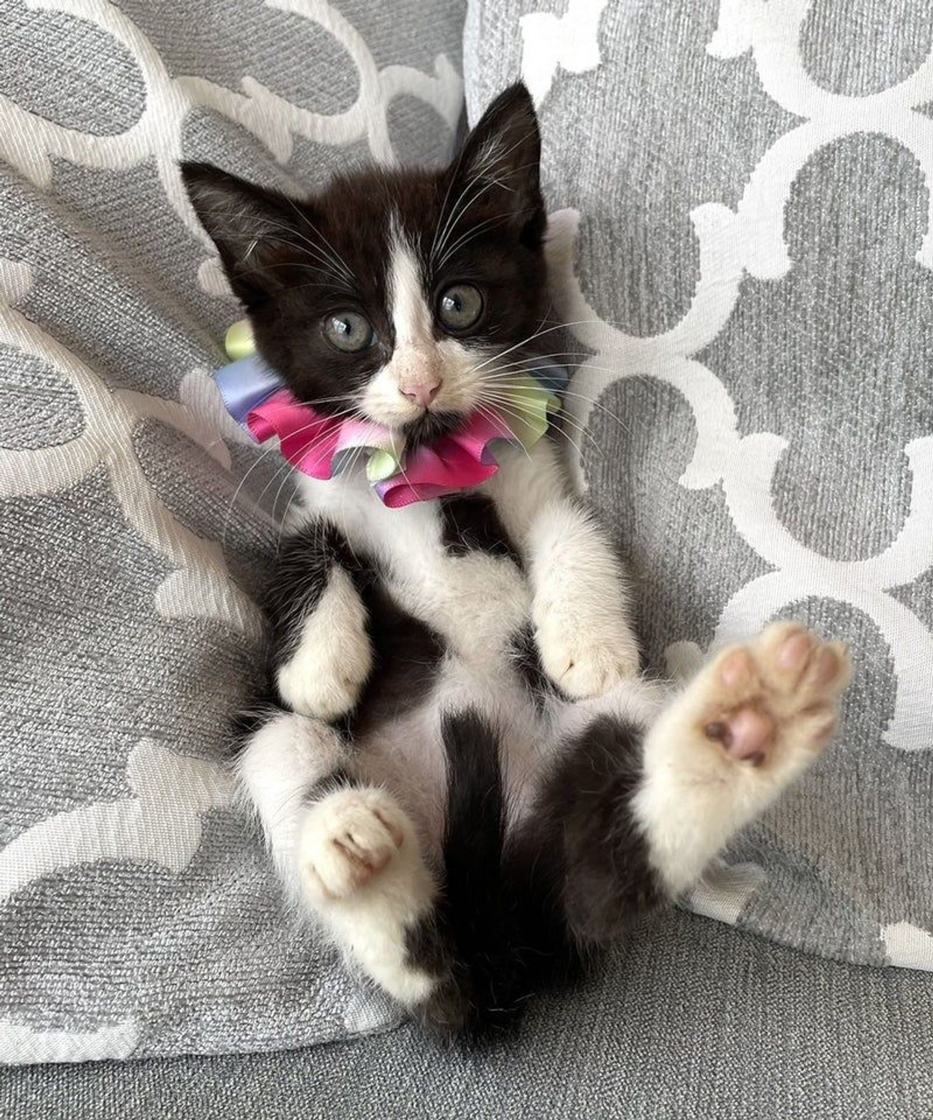 雑種（ミックス猫）・メスの里親募集の写真