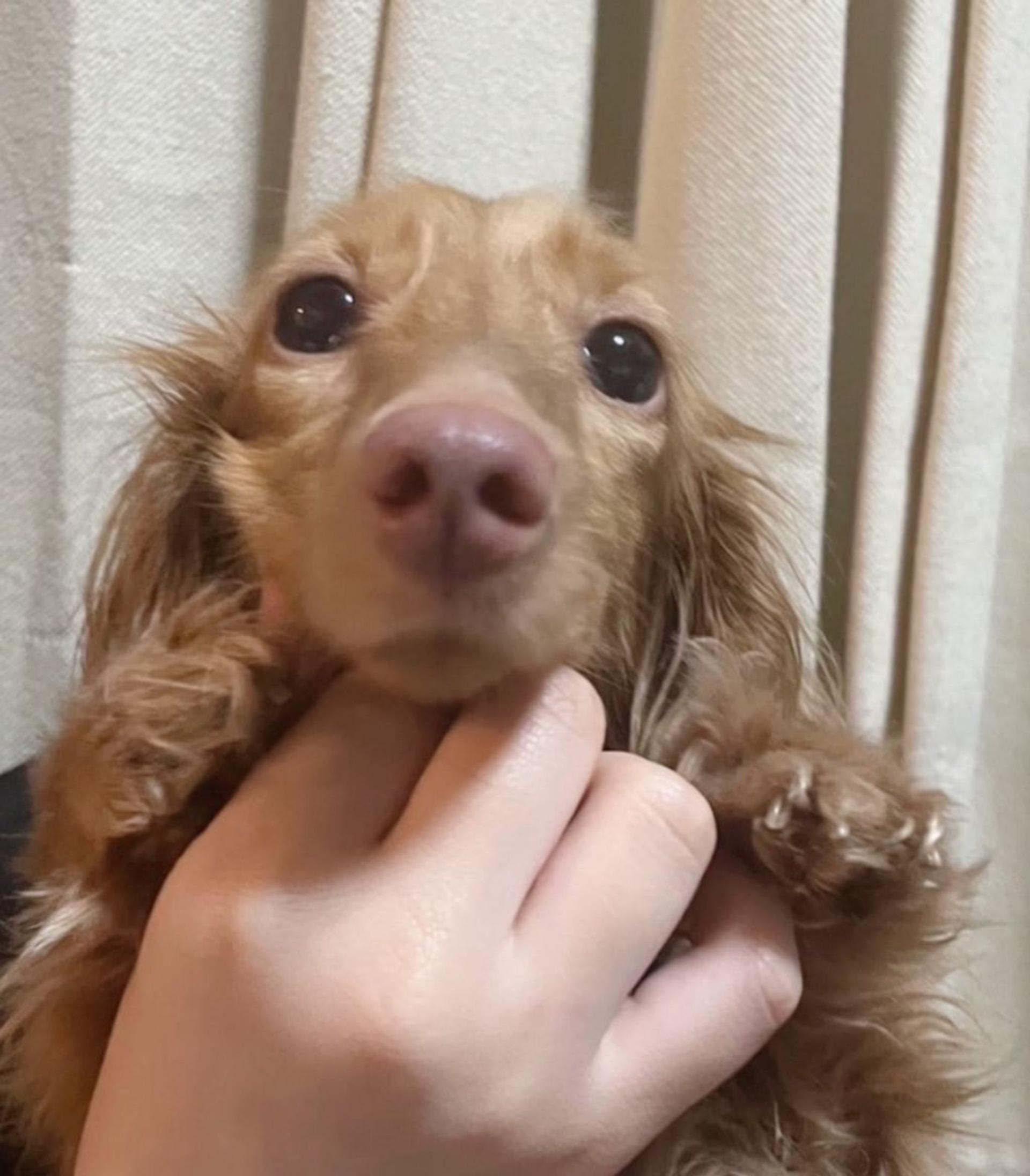 pet-image-3