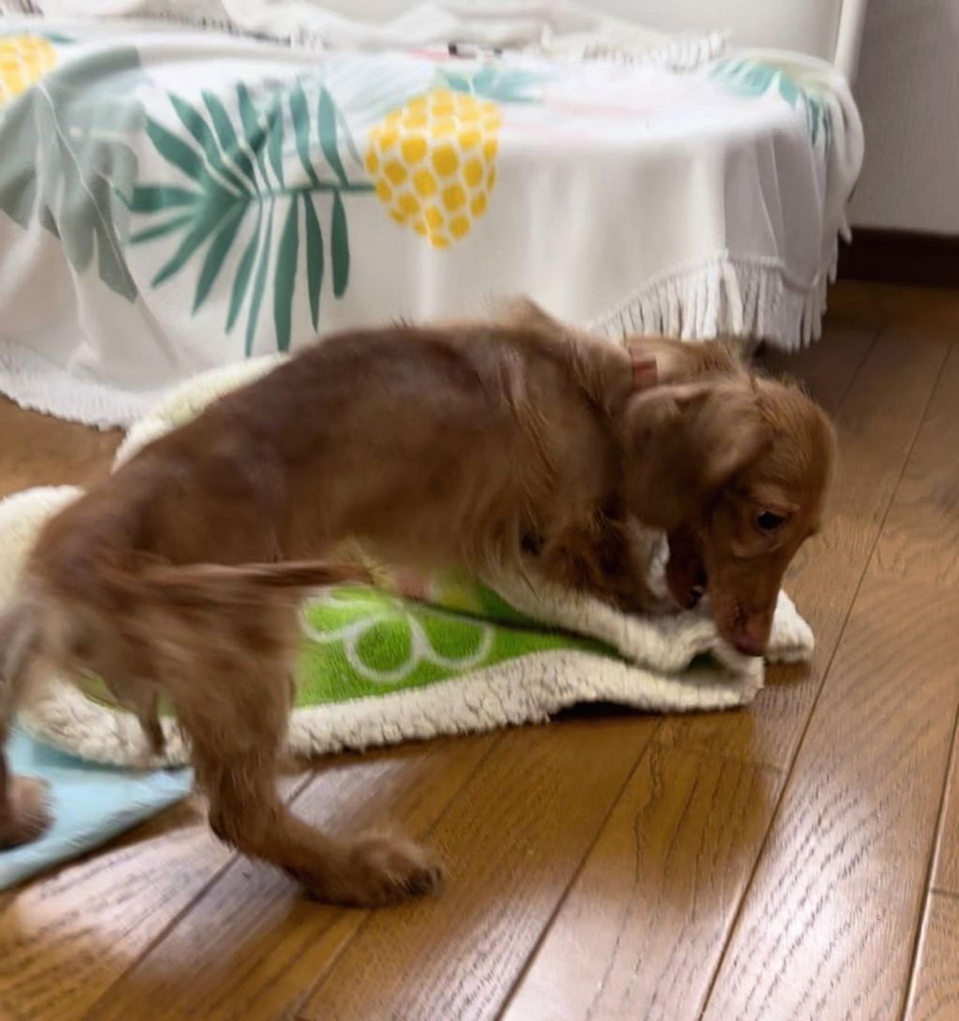 pet-image-6