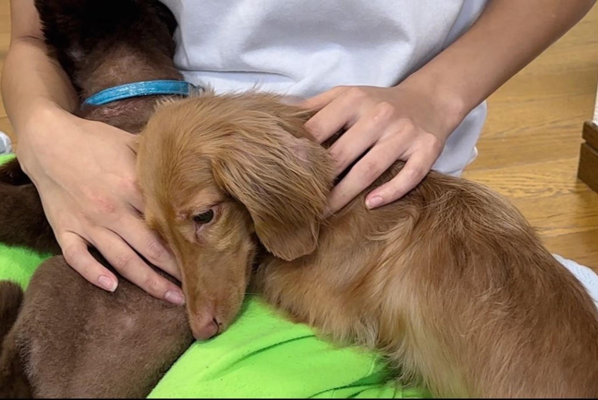 pet-image-7