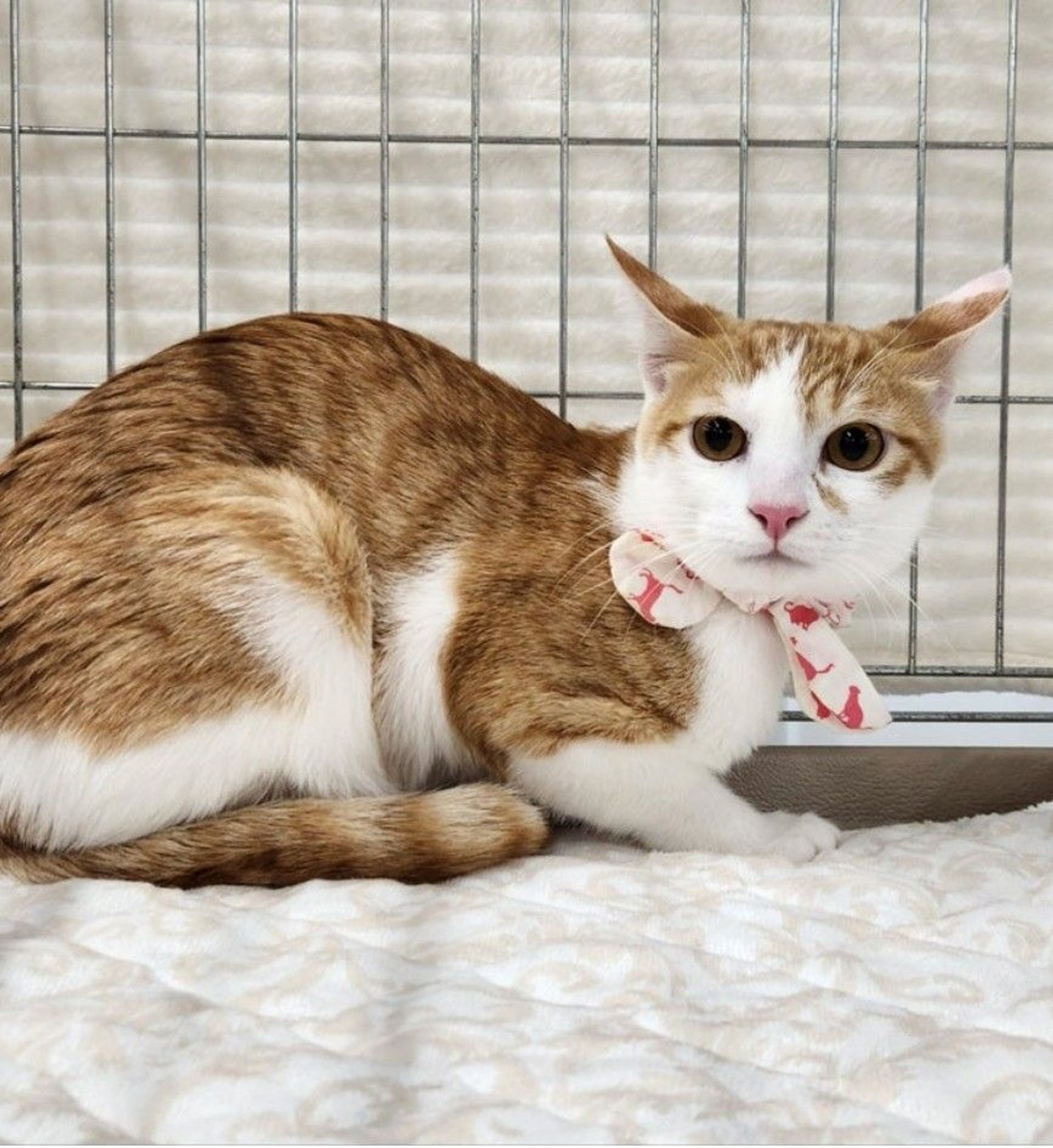 雑種（ミックス猫）・オスの里親募集の写真