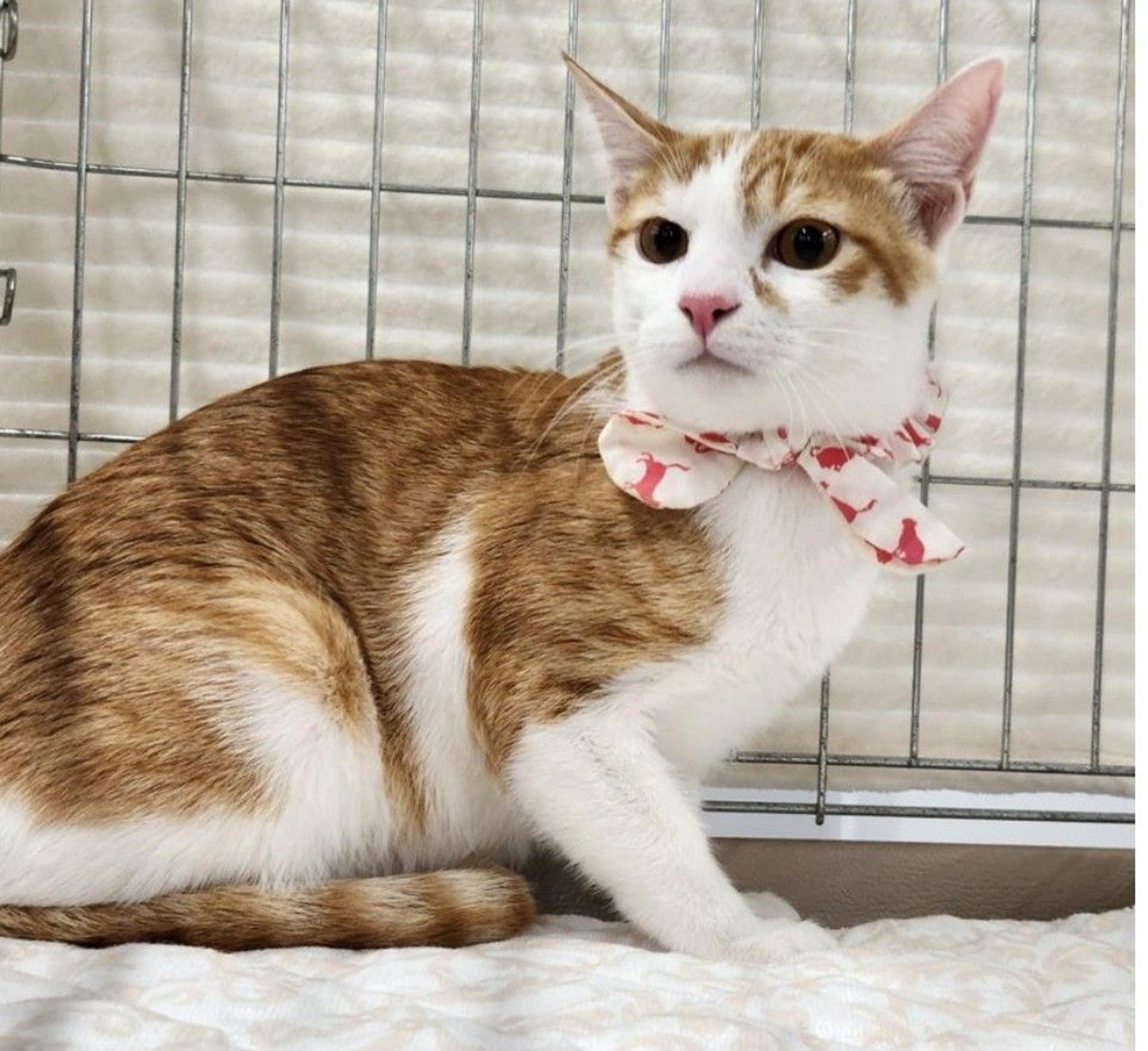 pet-image-3