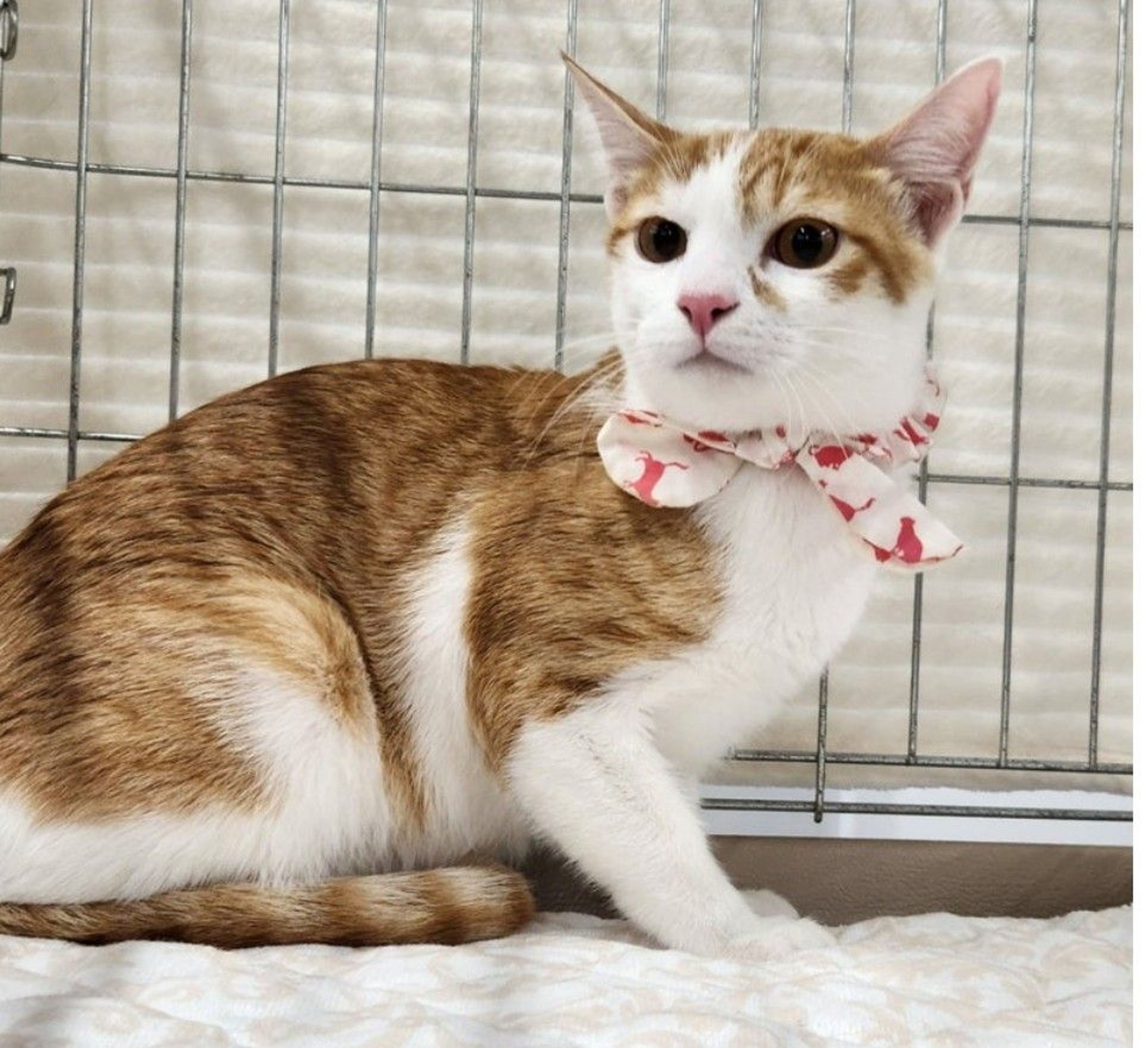 pet-image-3