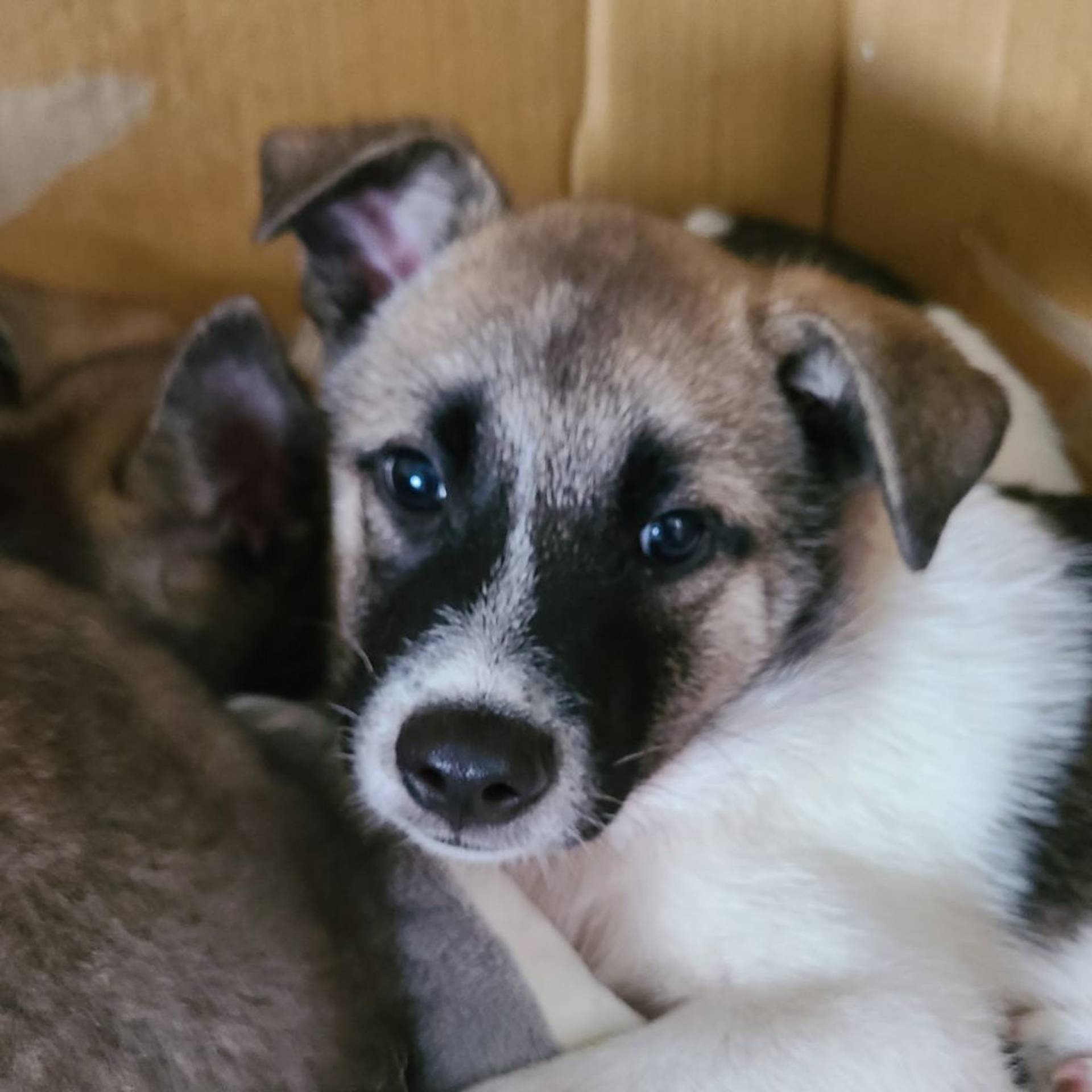 雑種（ミックス犬）・オスの里親募集の写真