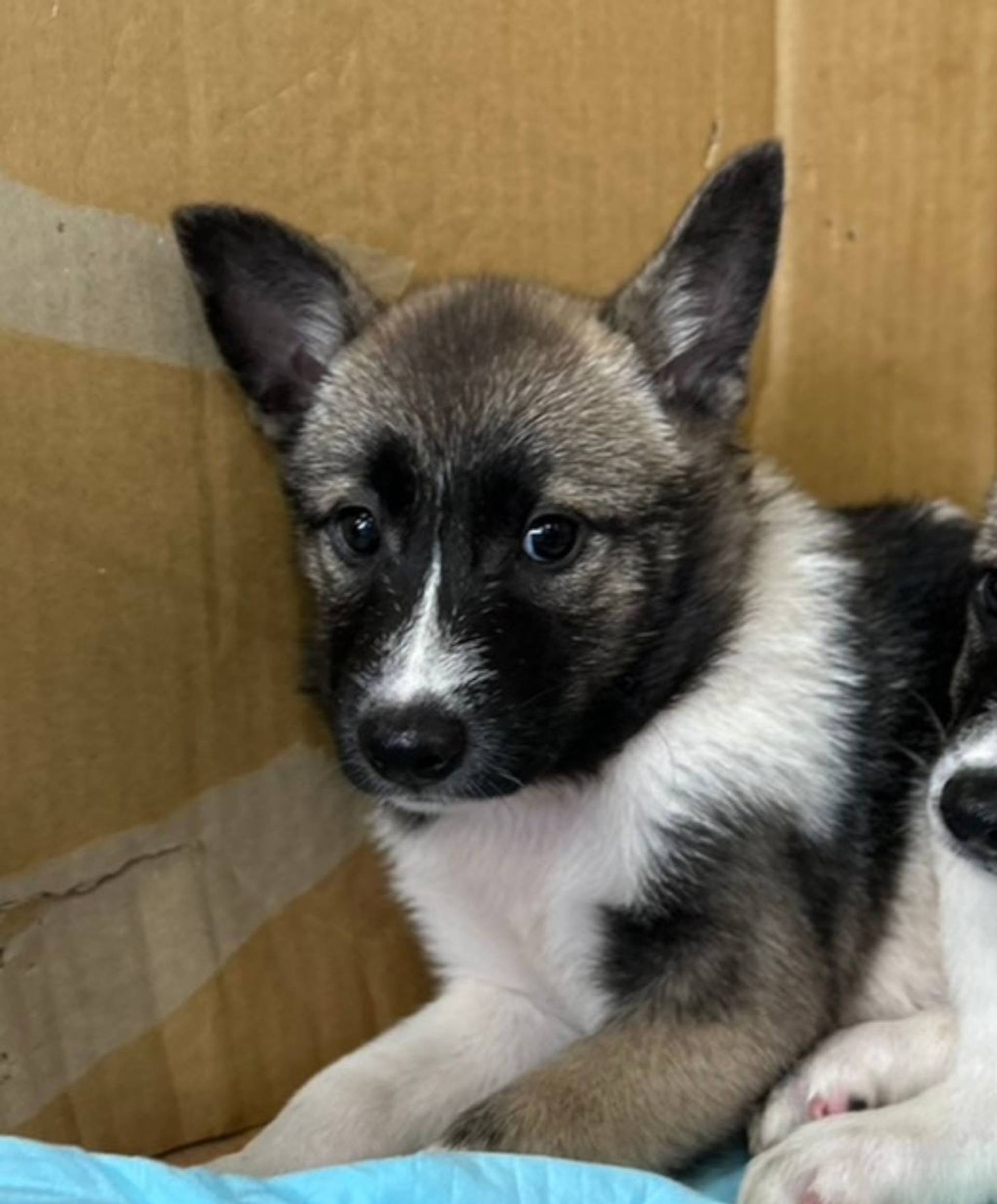 雑種（ミックス犬）・オスの里親募集の写真