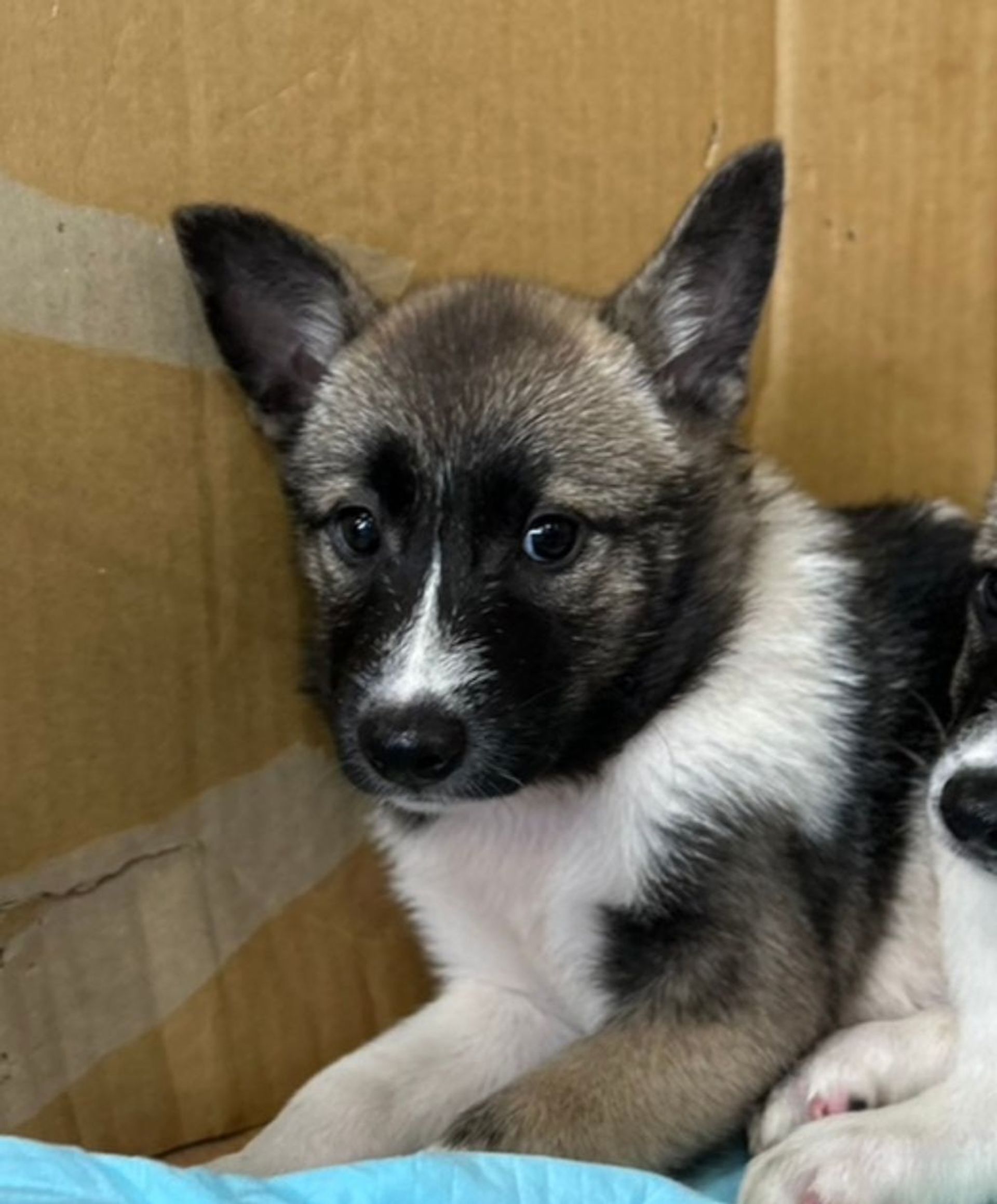 雑種（ミックス犬）・オスの里親募集の写真