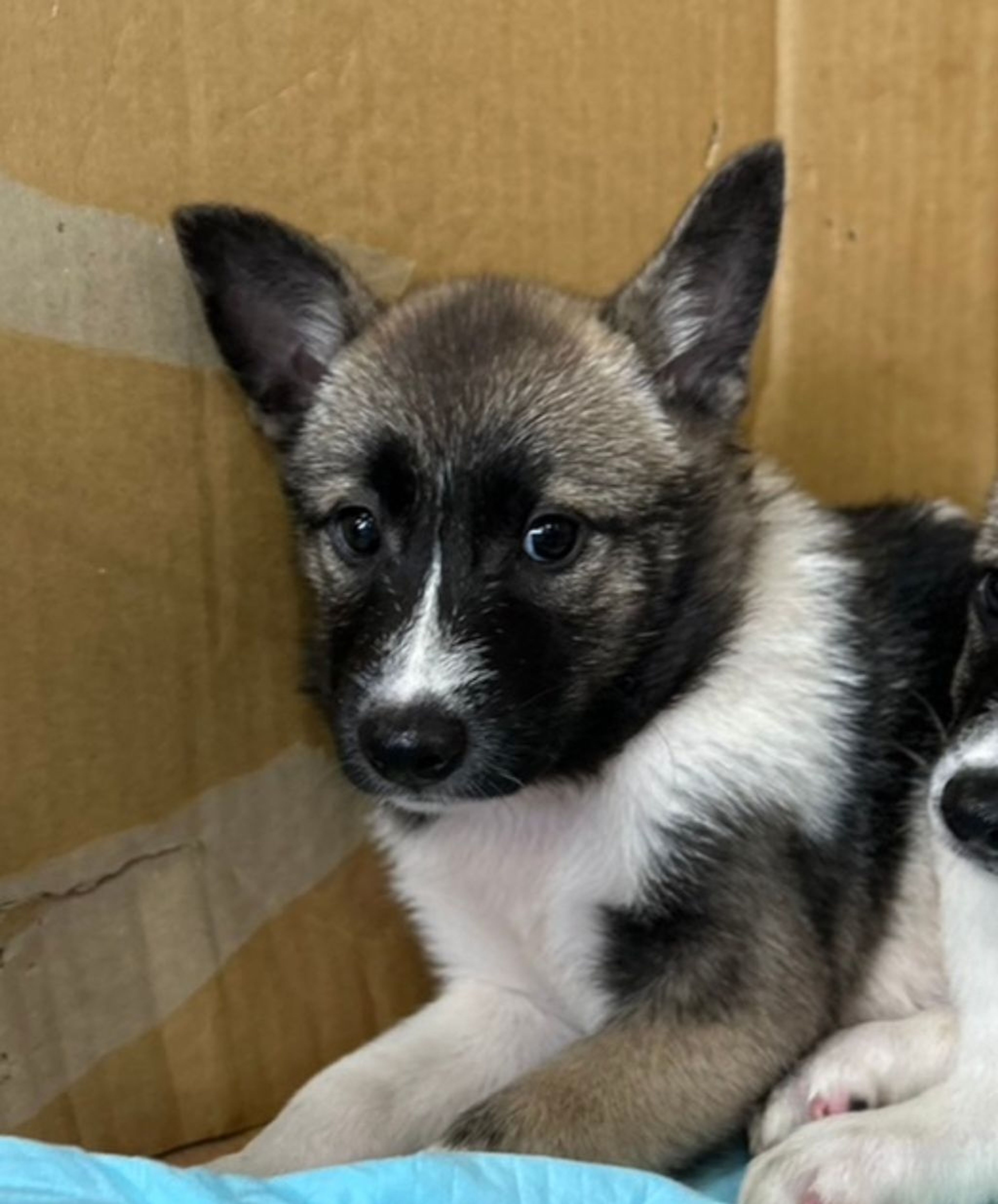 雑種（ミックス犬）・オスの里親募集の写真