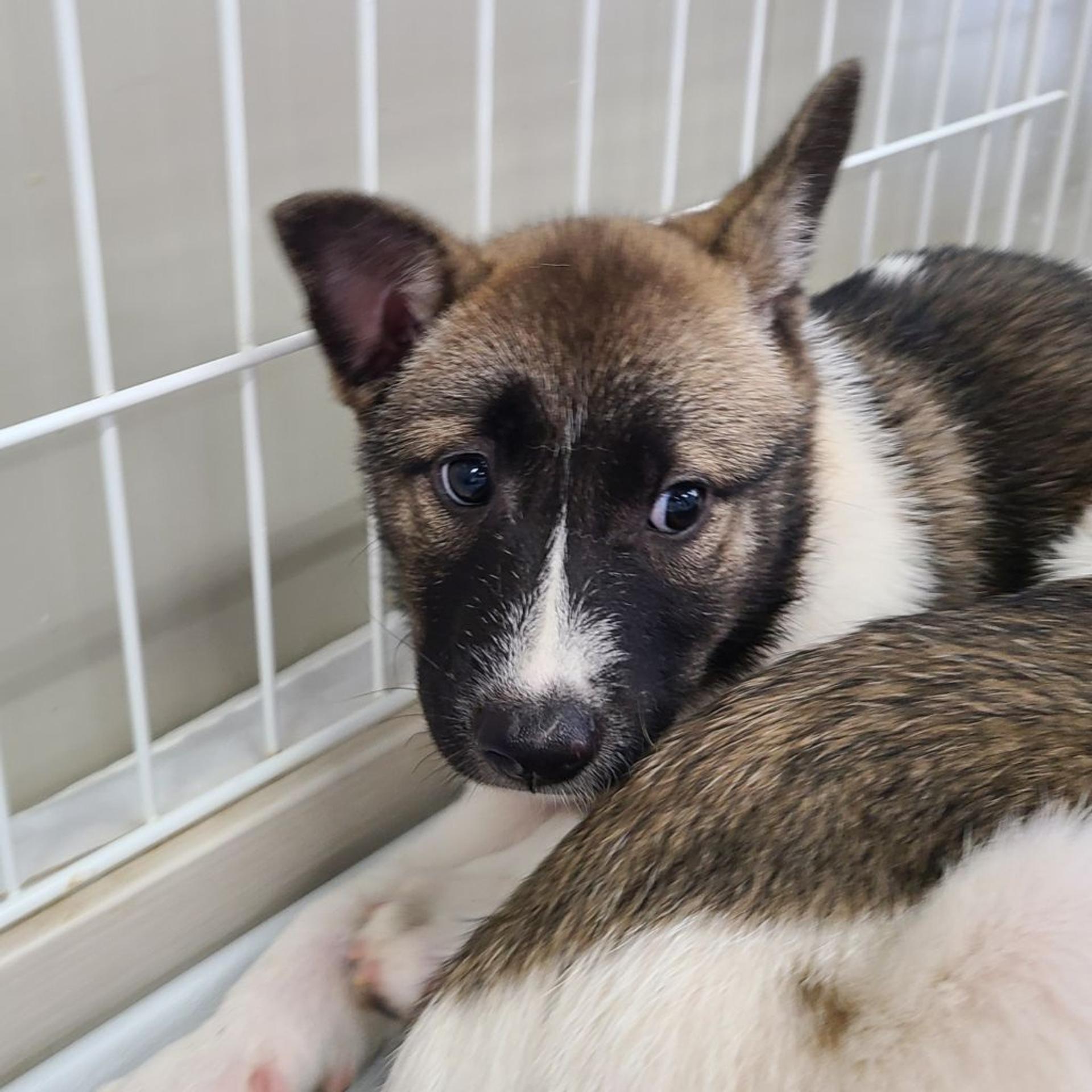 pet-image-2