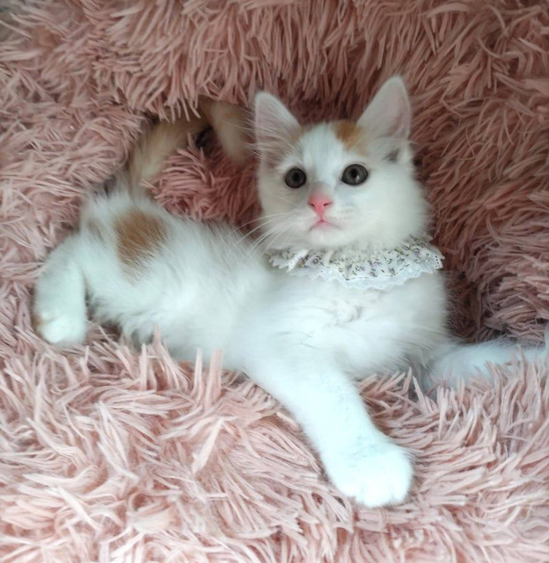 雑種（ミックス猫）・オスの里親募集の写真