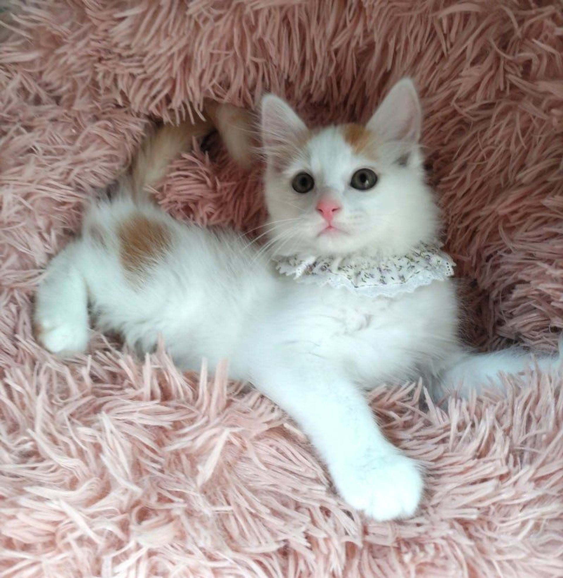 雑種（ミックス猫）・オスの里親募集の写真