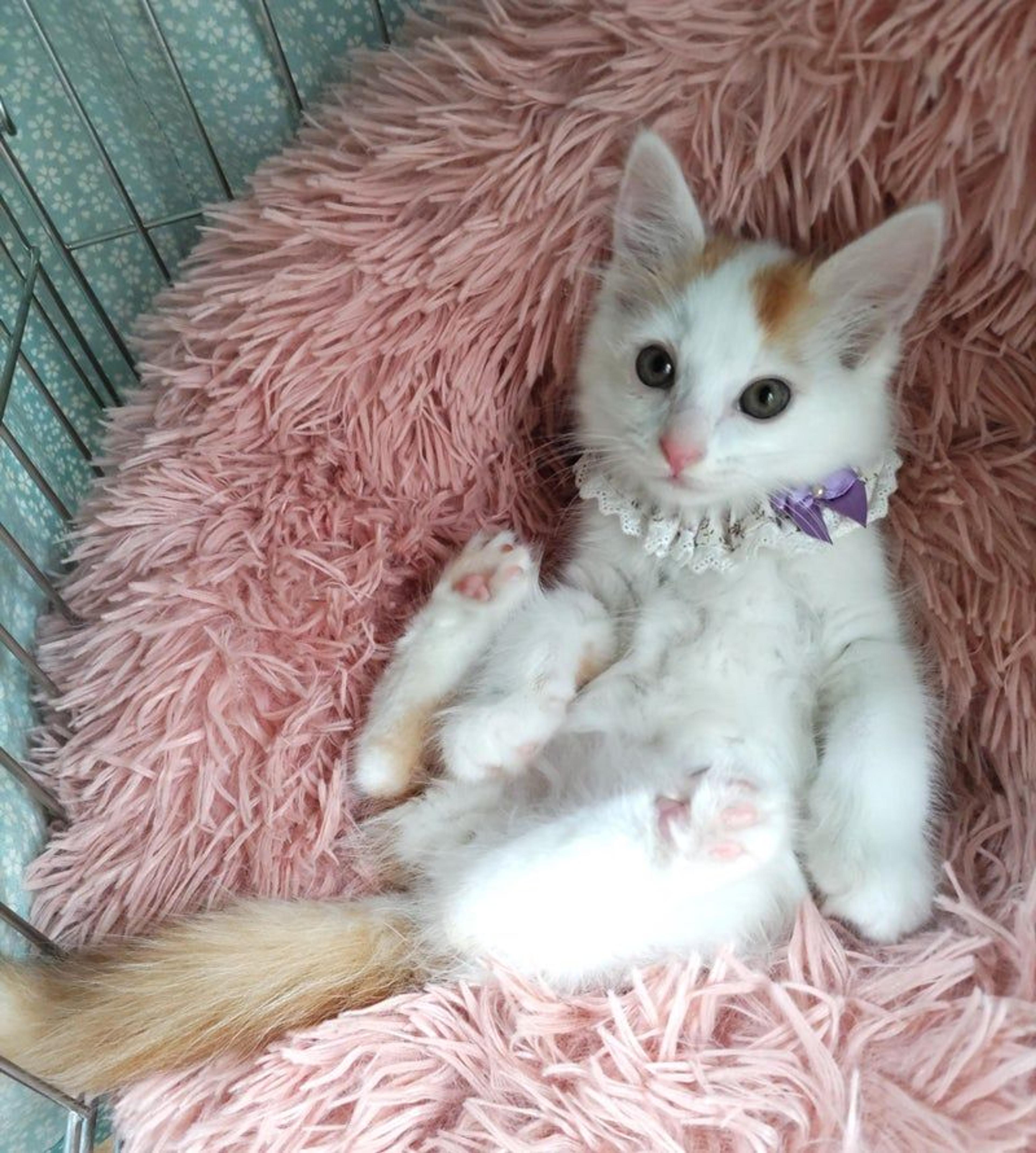 pet-image-3