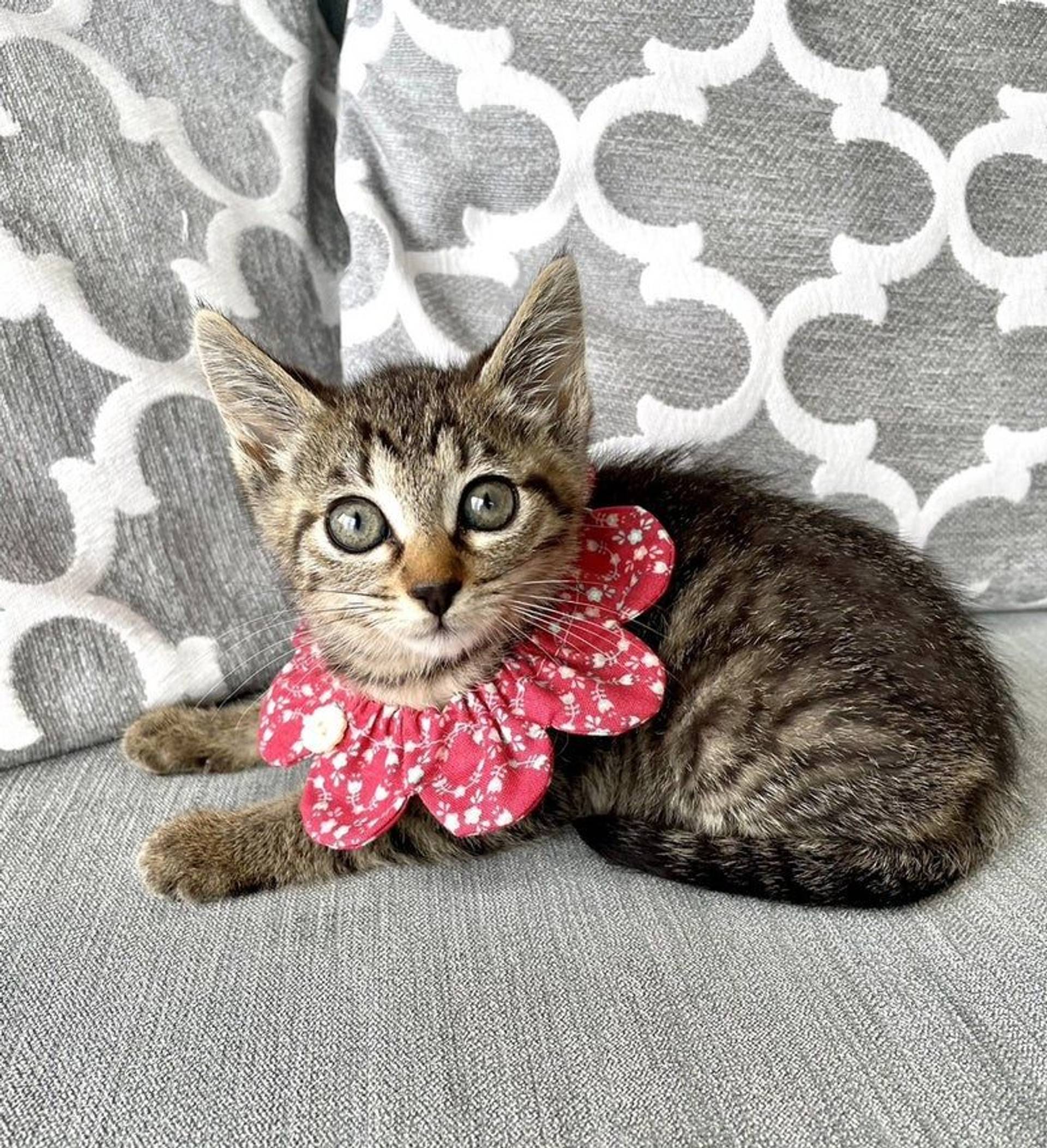 雑種（ミックス猫）・メスの里親募集の写真