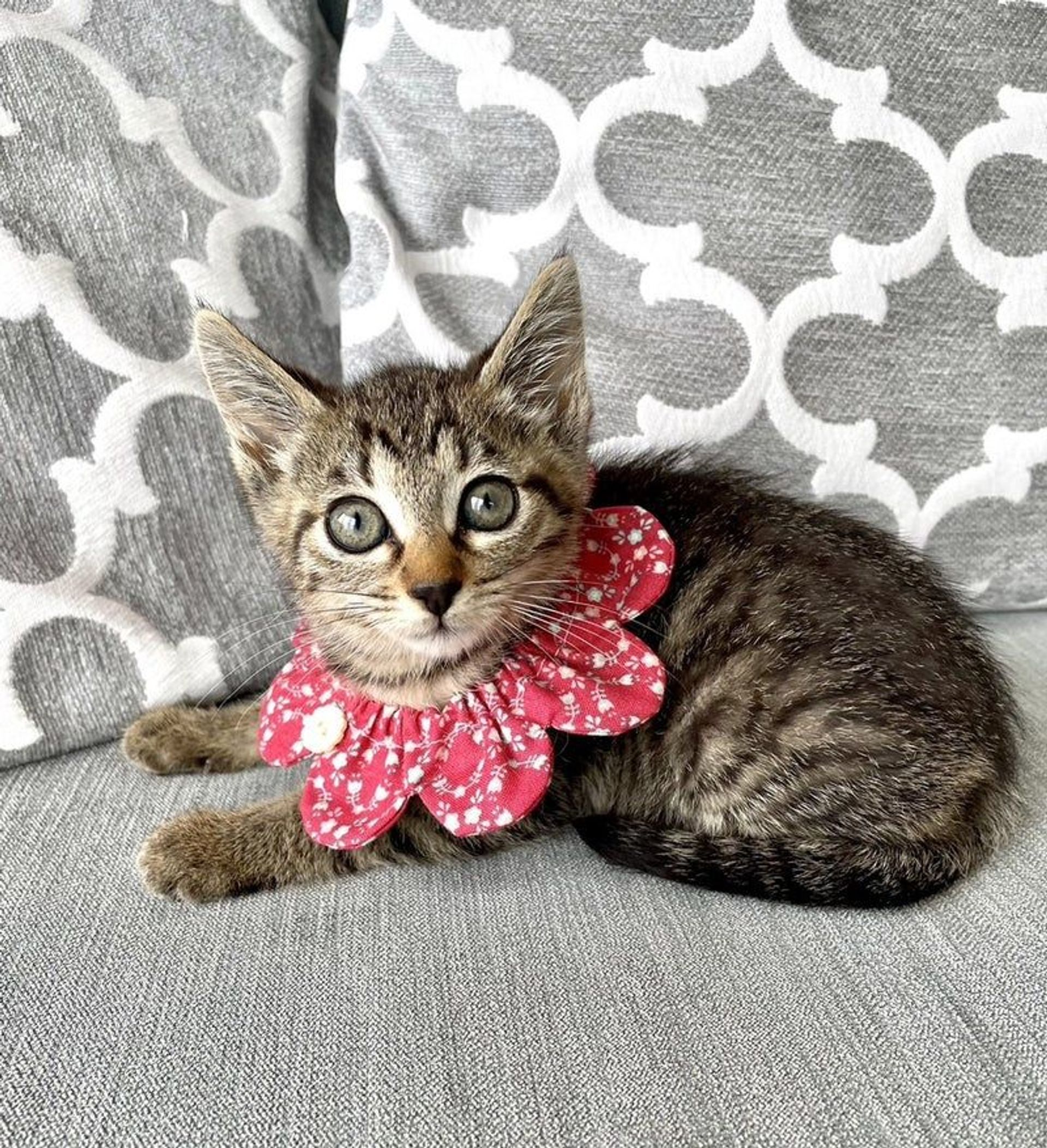 雑種（ミックス猫）・メスの里親募集の写真