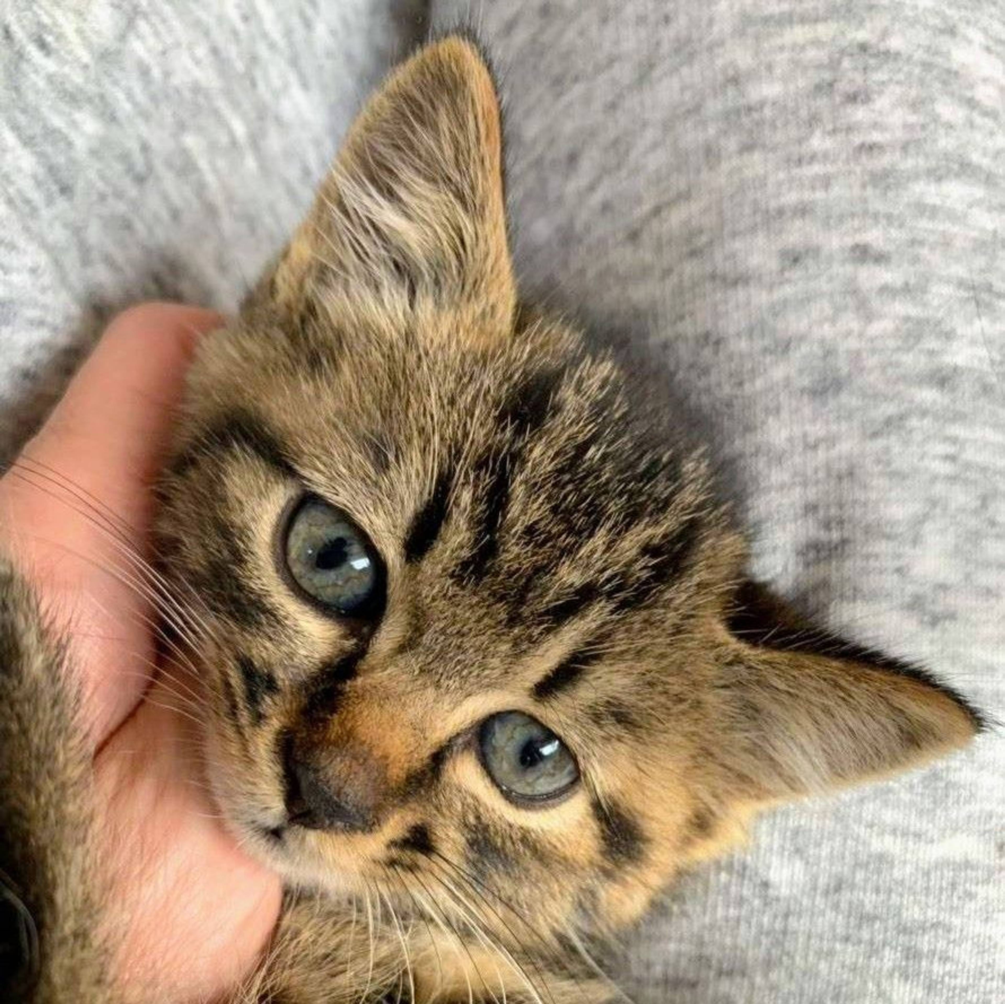 雑種（ミックス猫）・オスの里親募集の写真