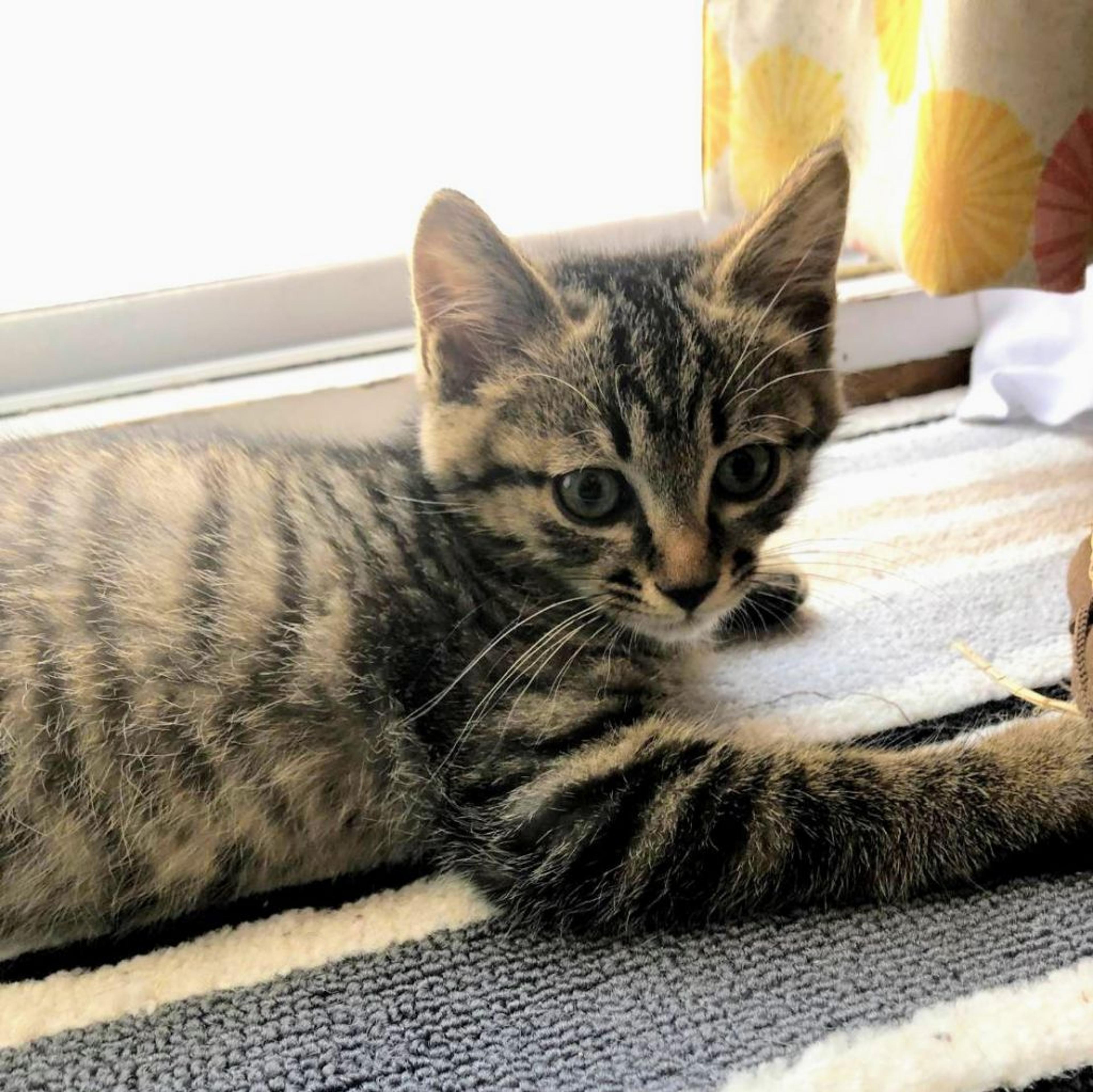 pet-image-2