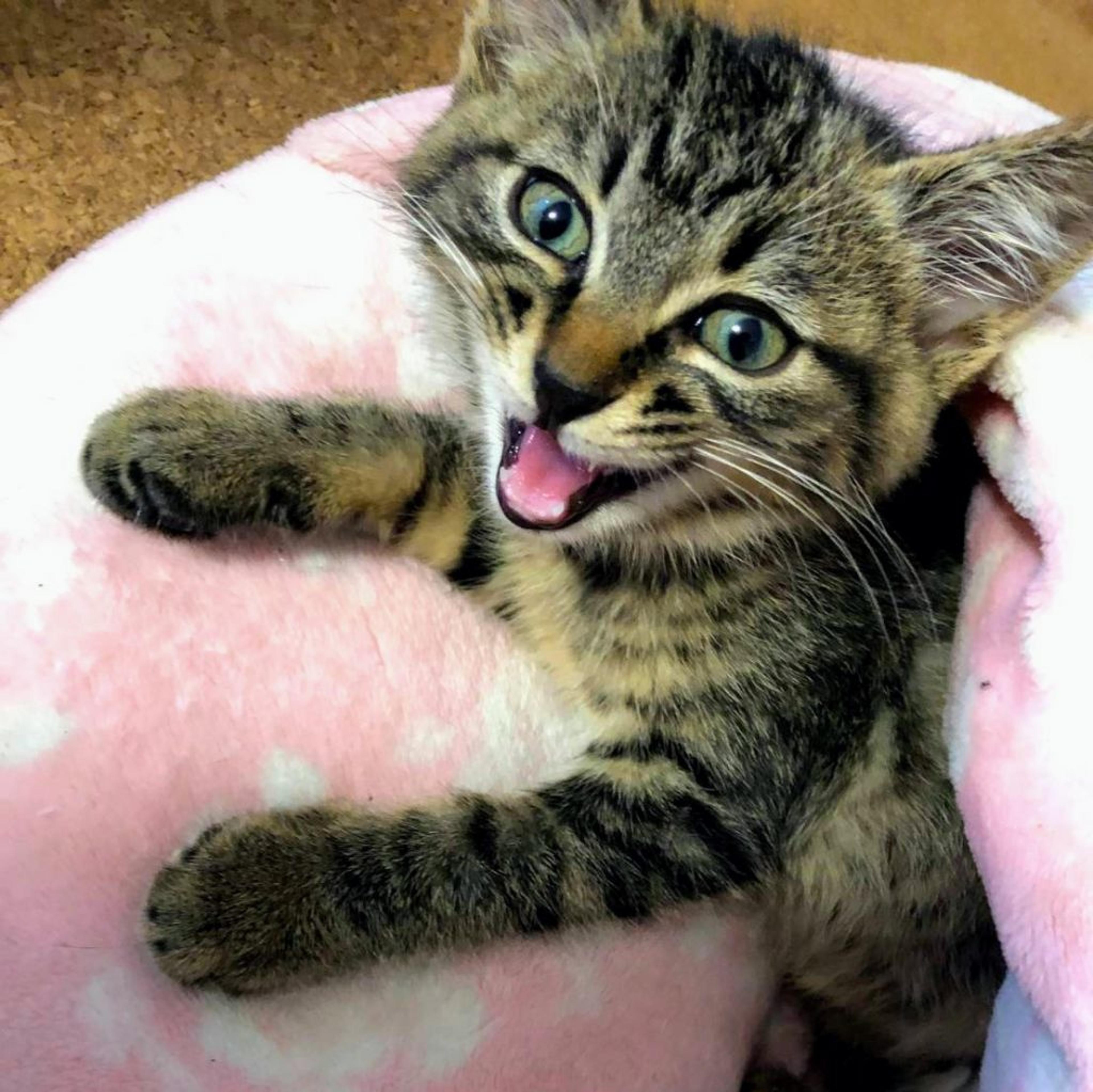 pet-image-3