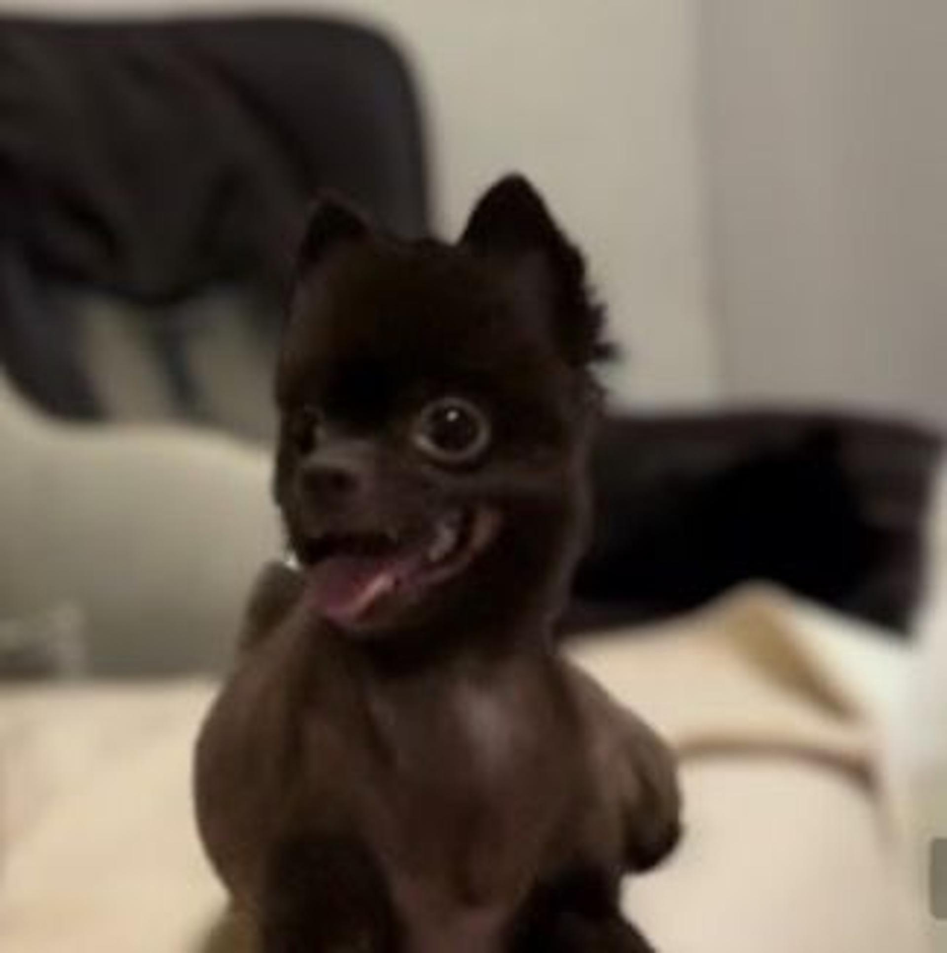 pet-image-4