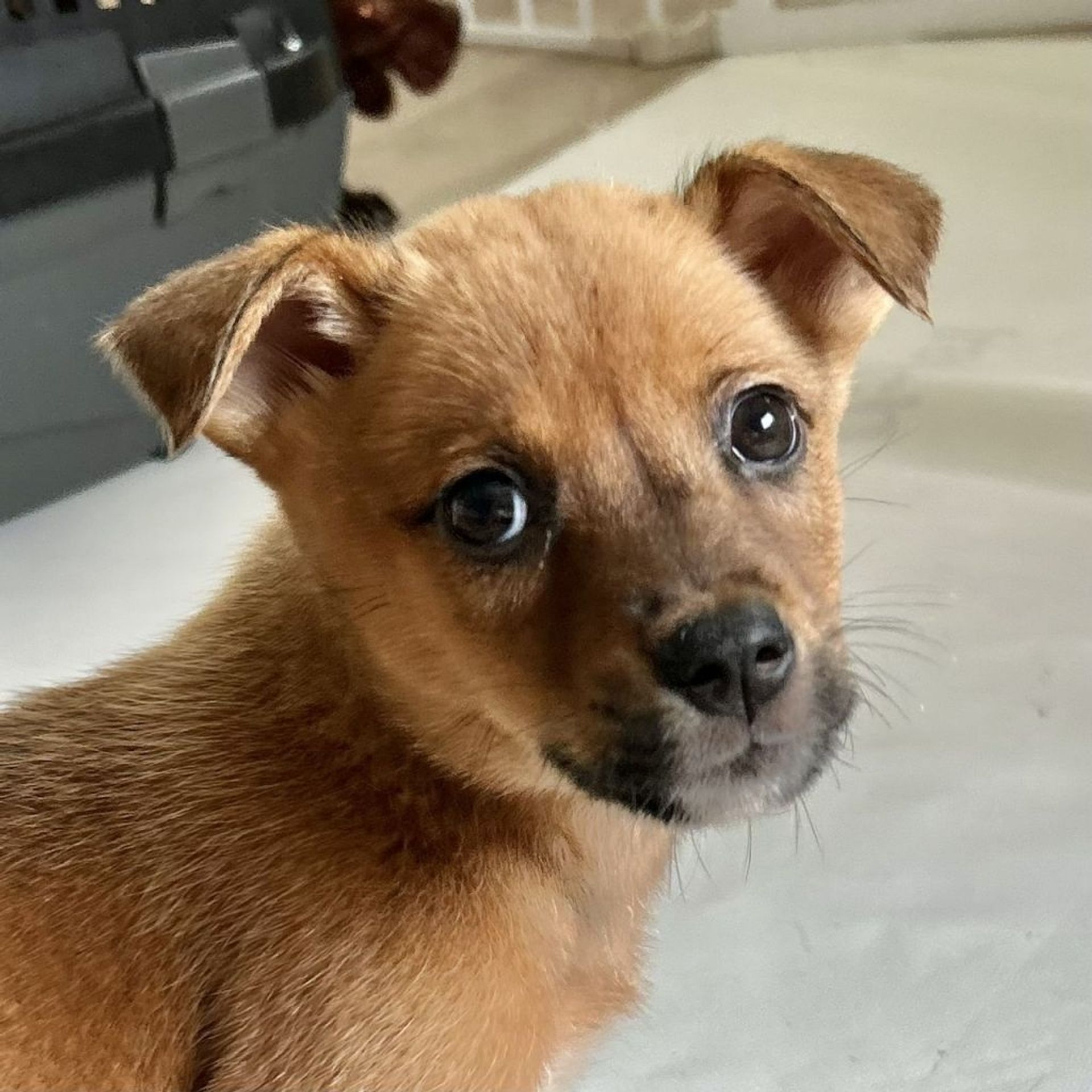 雑種（ミックス犬）・オスの里親募集の写真