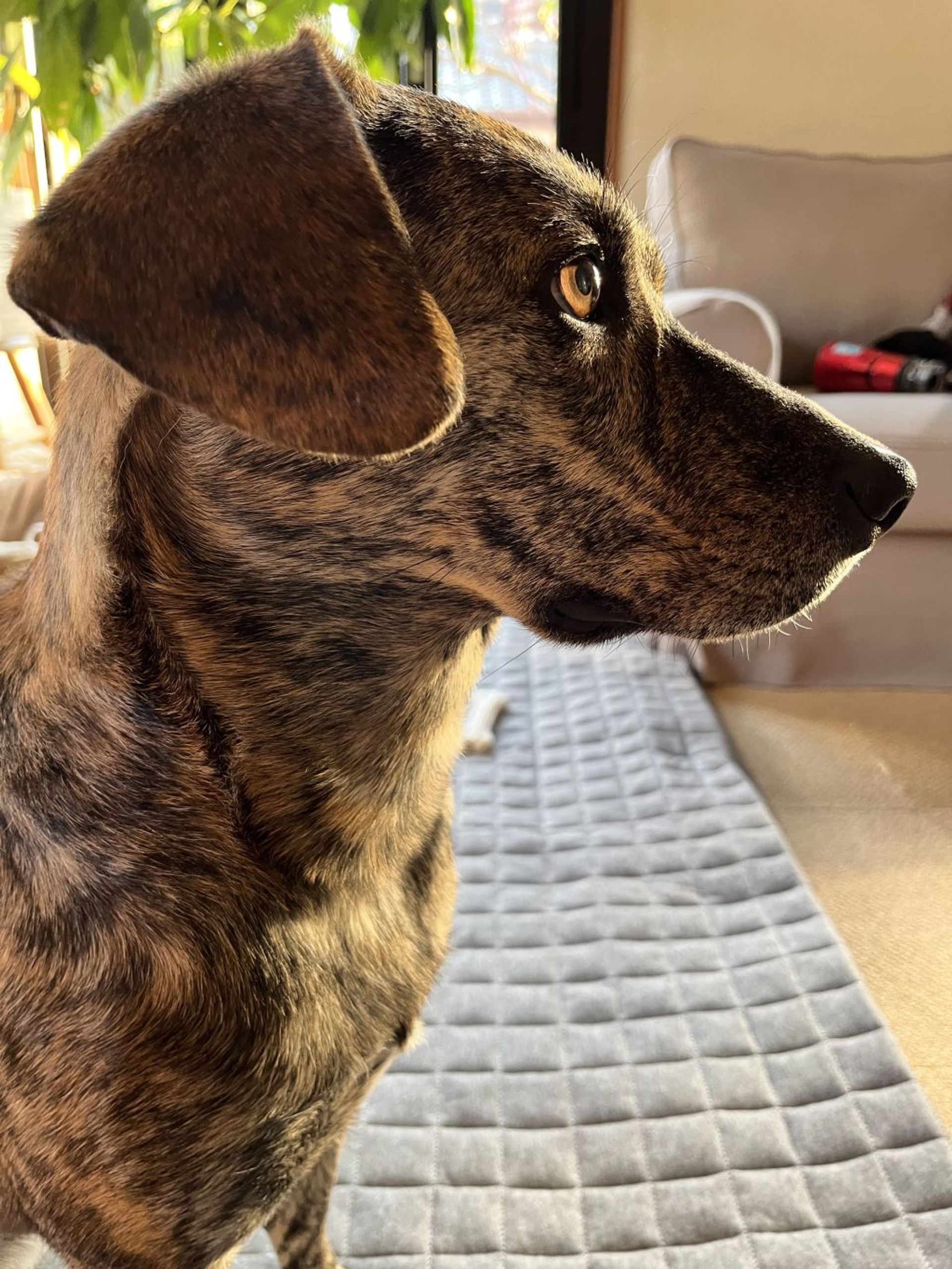 雑種（ミックス犬）・メスの里親募集の写真