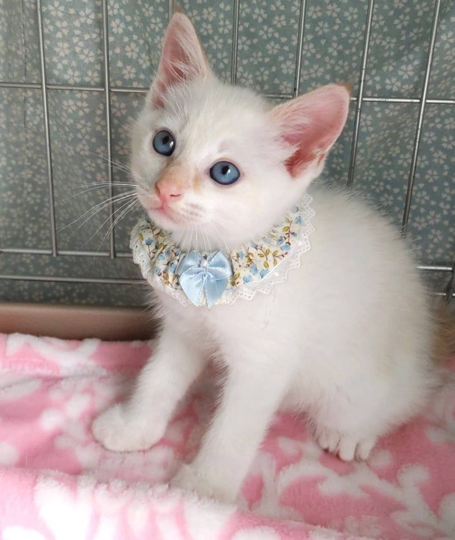 雑種（ミックス猫）・オスの里親募集の写真