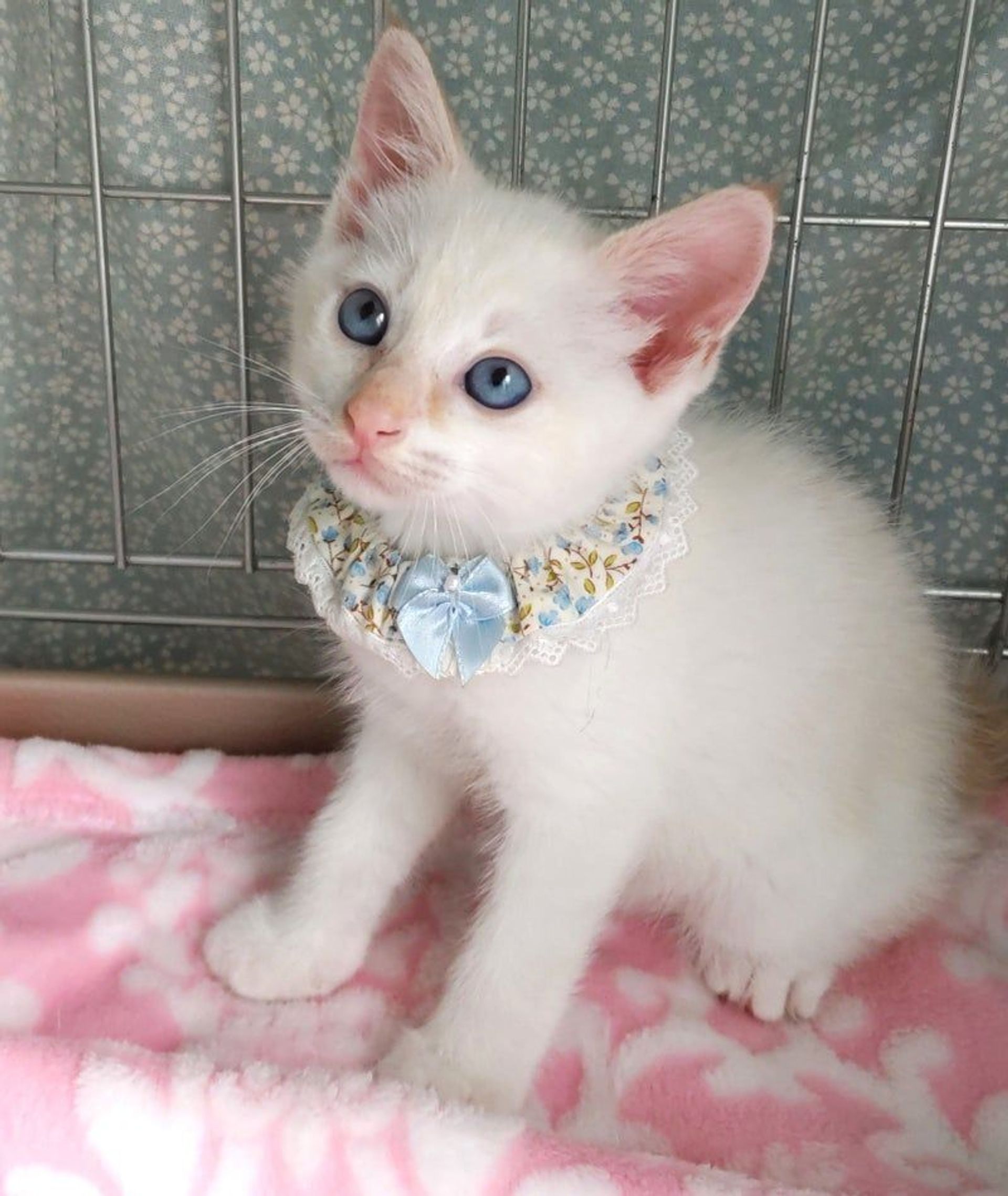 雑種（ミックス猫）・オスの里親募集の写真