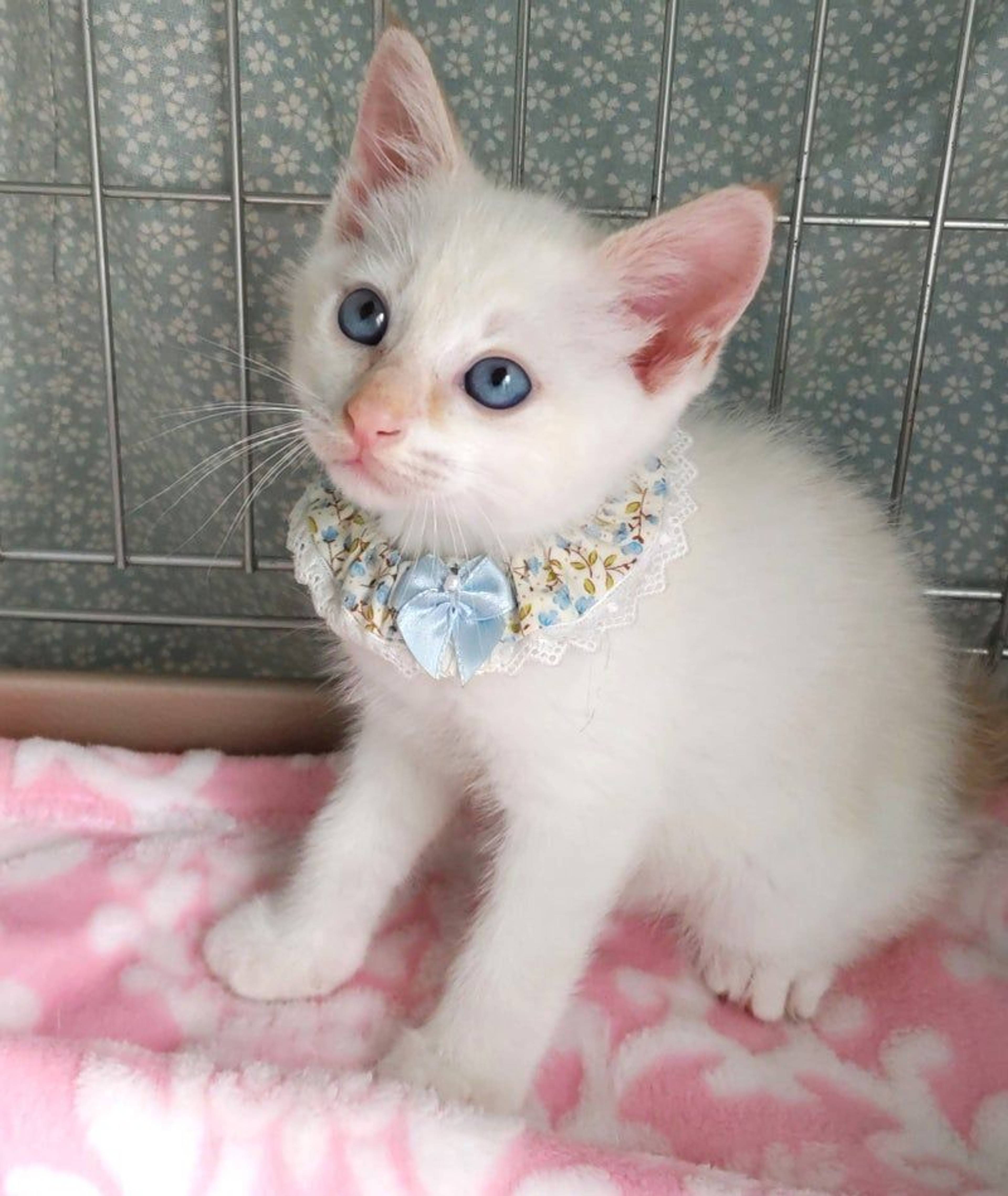 雑種（ミックス猫）・オスの里親募集の写真