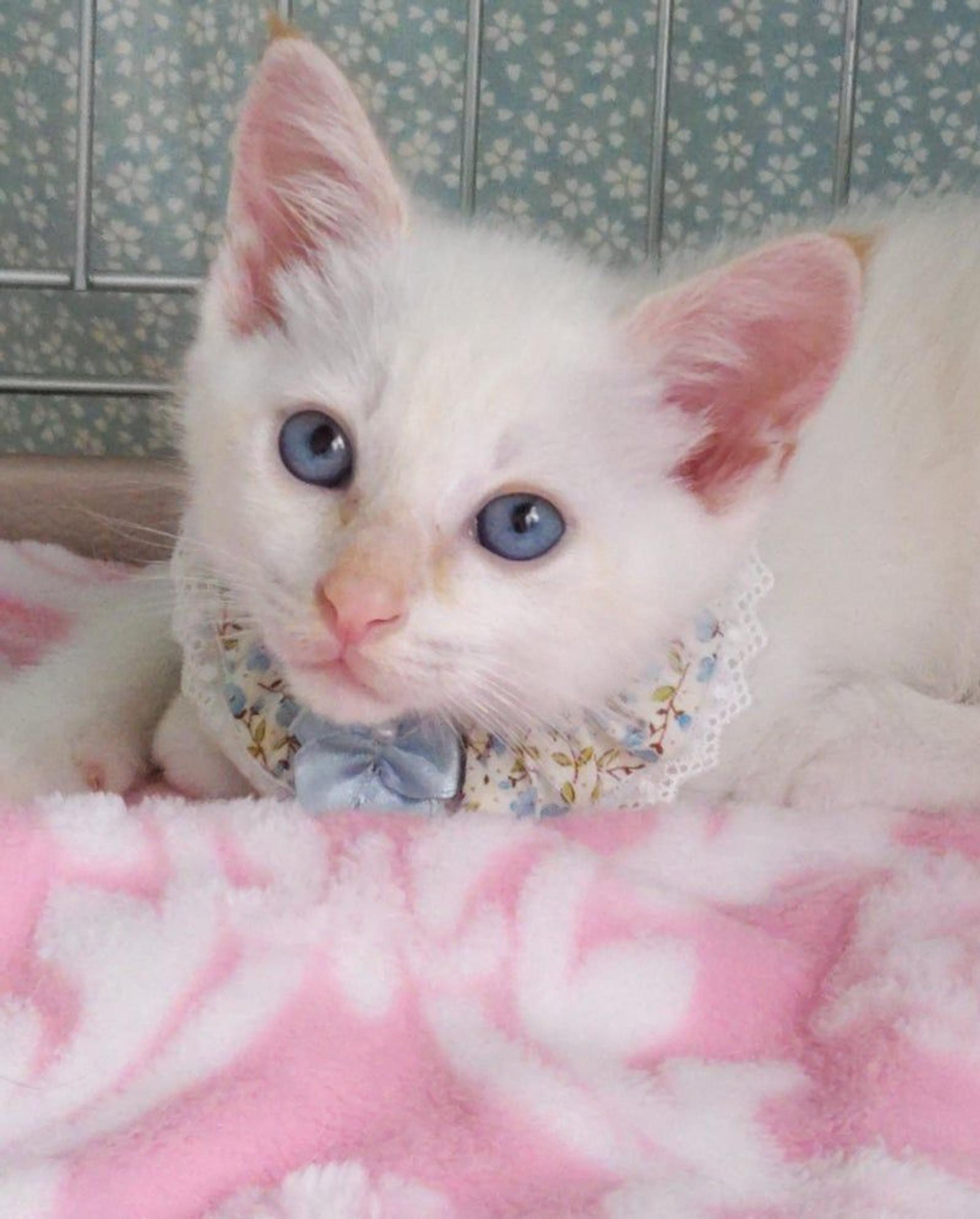 pet-image-2