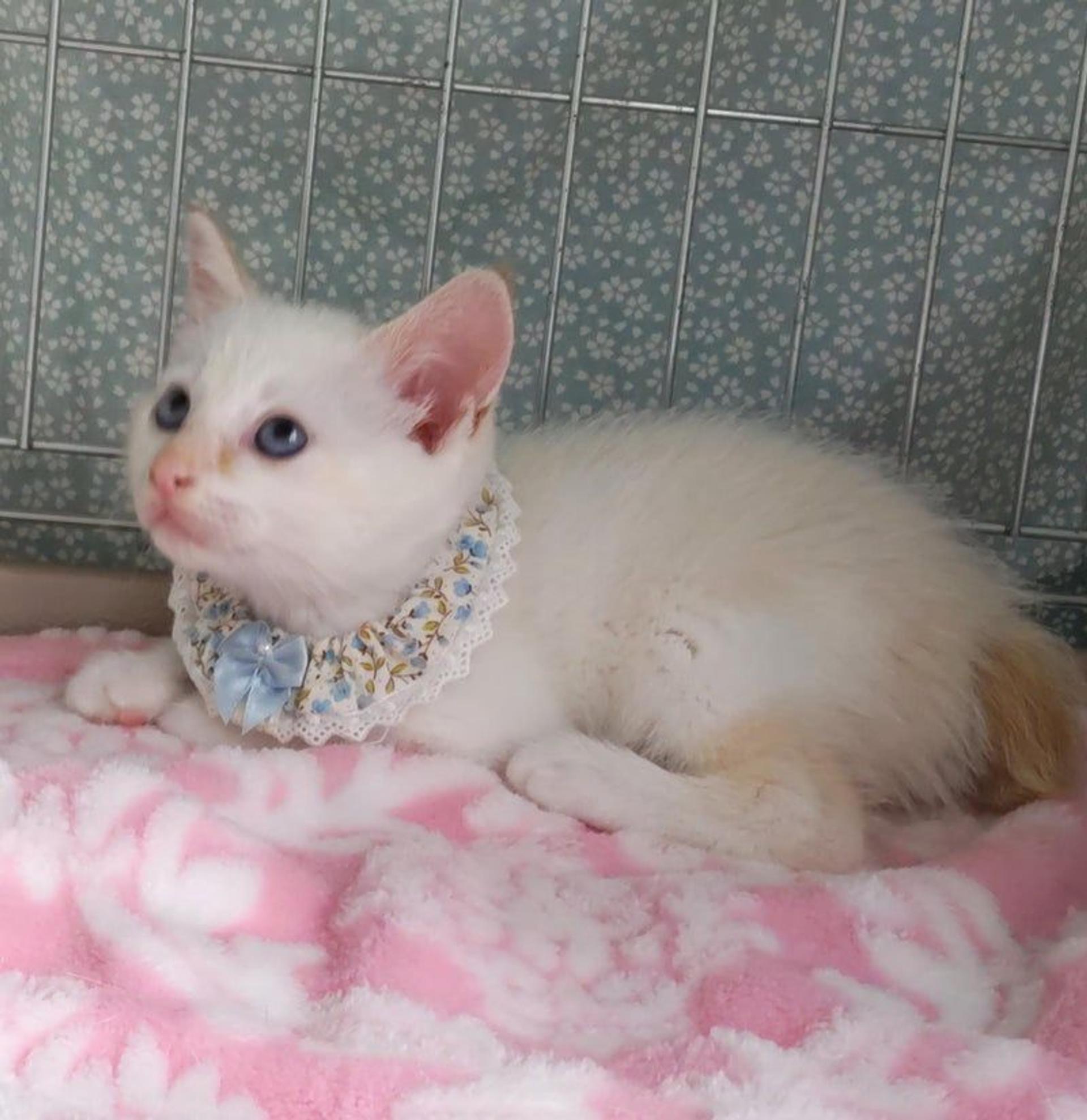 pet-image-3