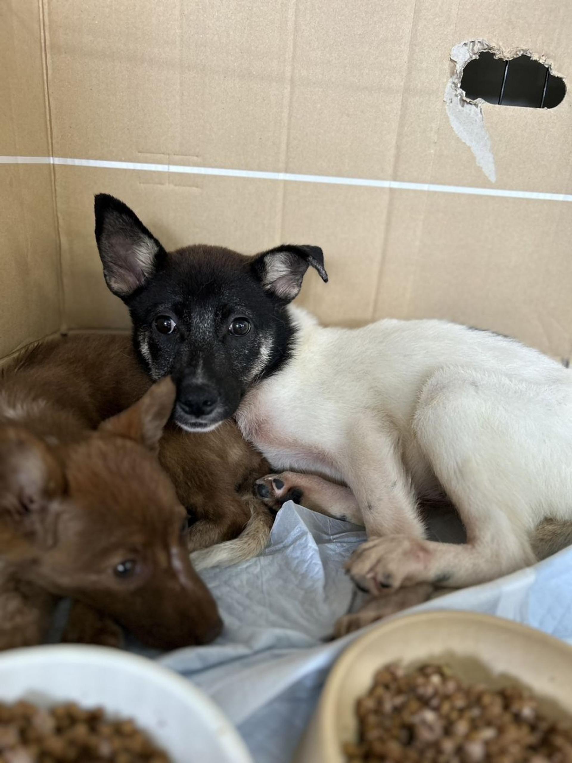 pet-image-2